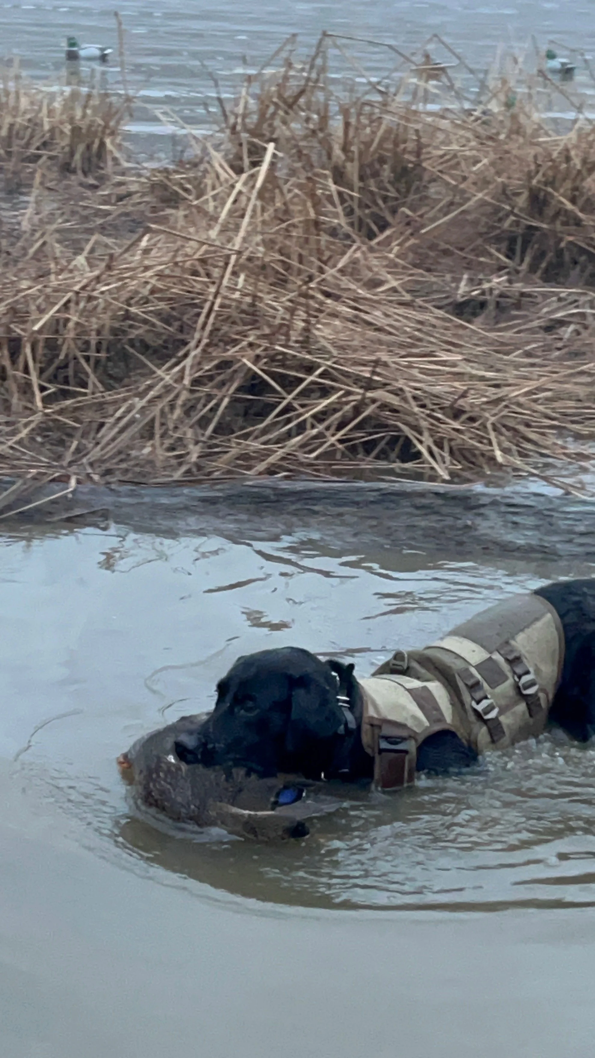 A person in outdoor clothing and a black dog in a river, holding a fish in its mouth, near dried cattails and waterfowl on a distant water body.