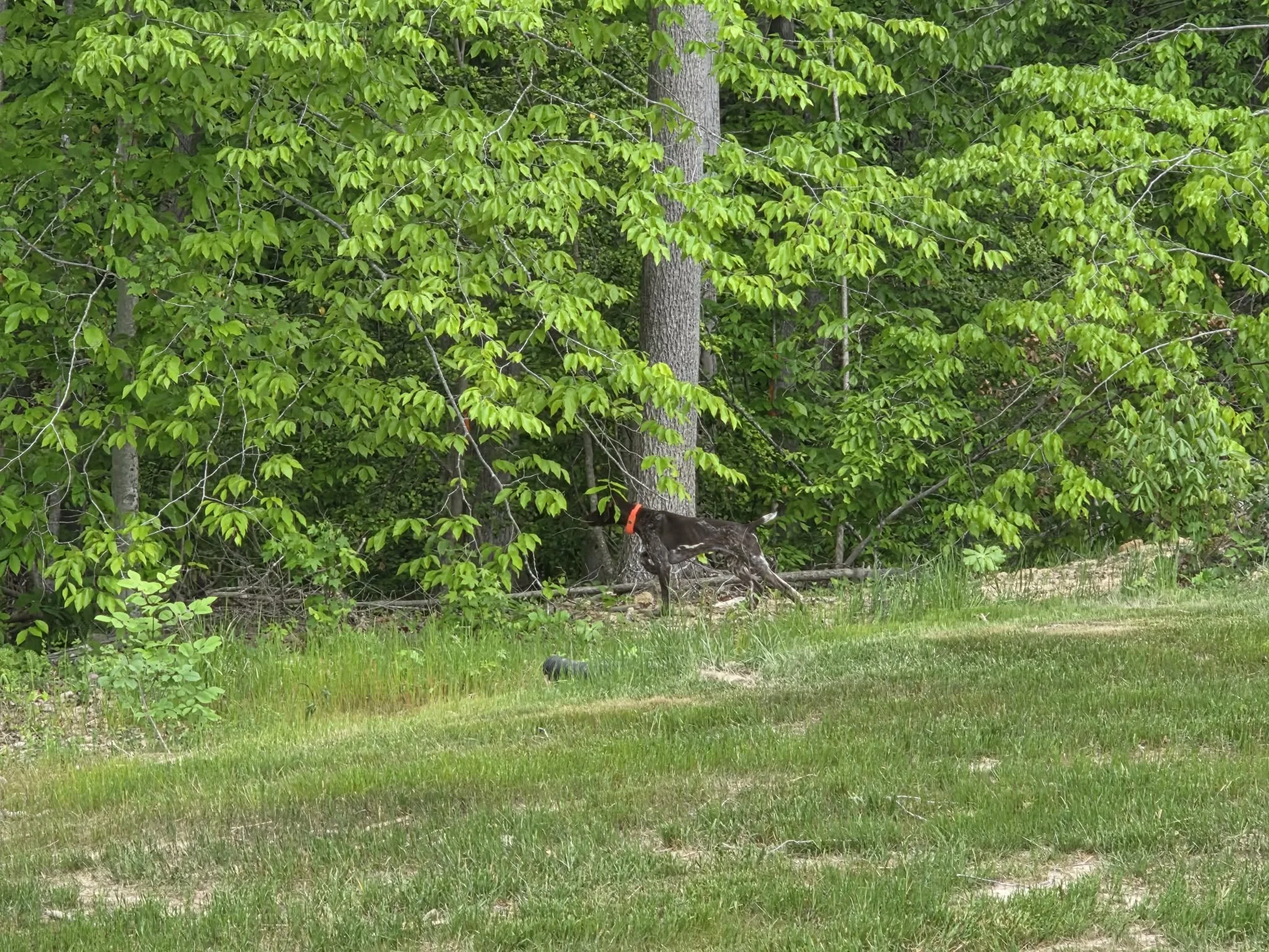 A forest scene with trees, green leaves, grass, and a fallen tree.