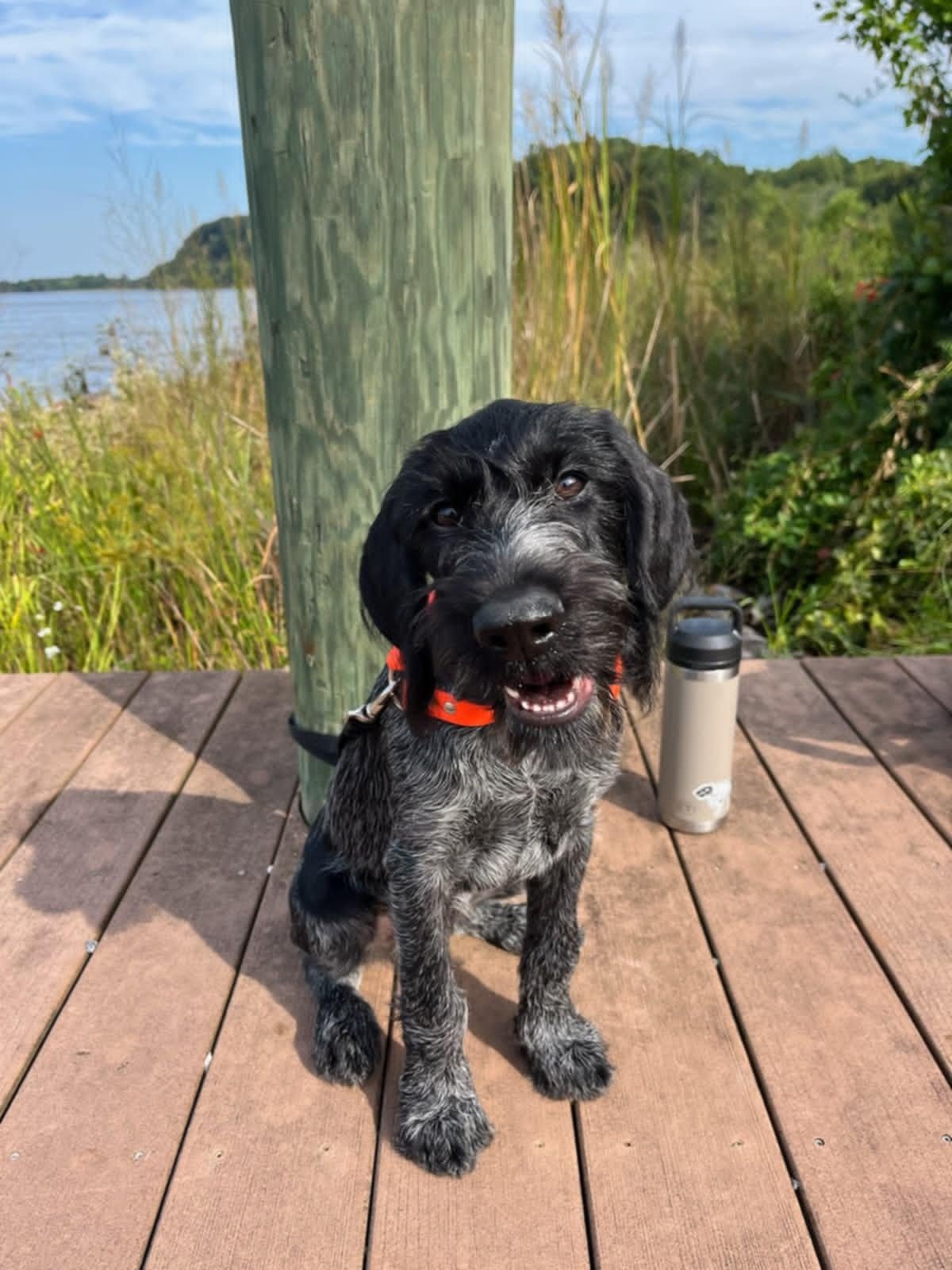 A black and grey puppy sitting on a wooden dock with a large wooden post behind it near a body of water and green vegetation, with a silver thermos and a black lid near the puppy.