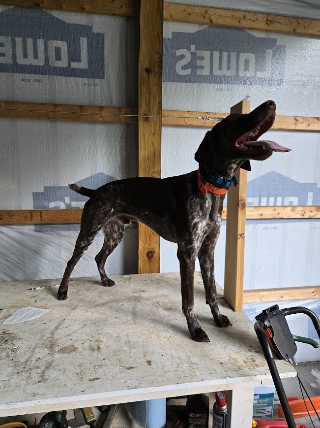 A black and brown dog with speckled fur, wearing an orange collar and a blue collar, standing on a wooden work table inside a partially constructed building with exposed wooden framing and insulation.