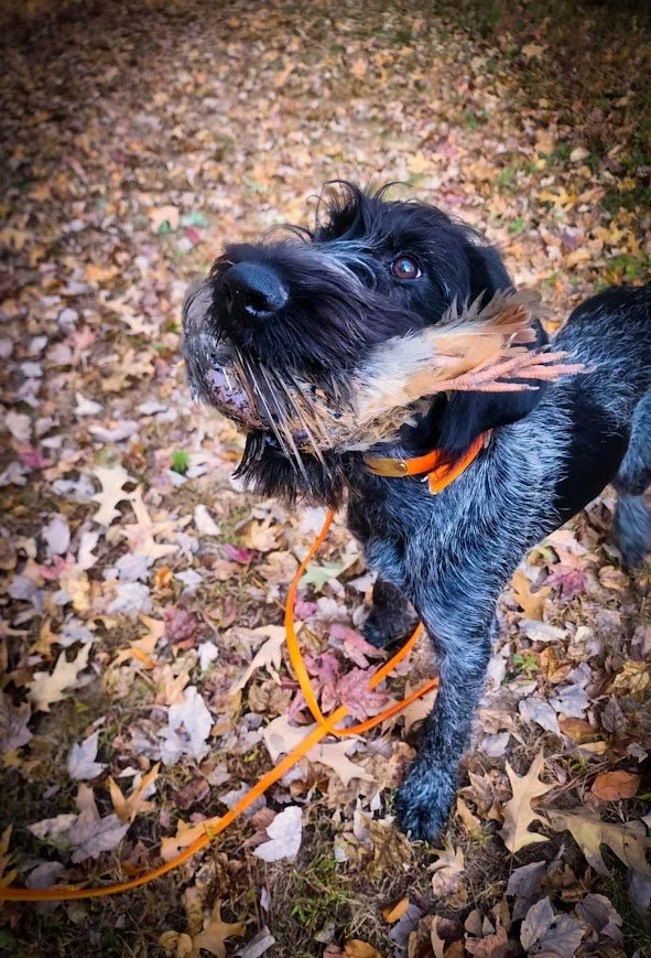 A black and gray dog with a scruffy beard holding a brown leaf in its mouth, standing on a bed of fallen autumn leaves.