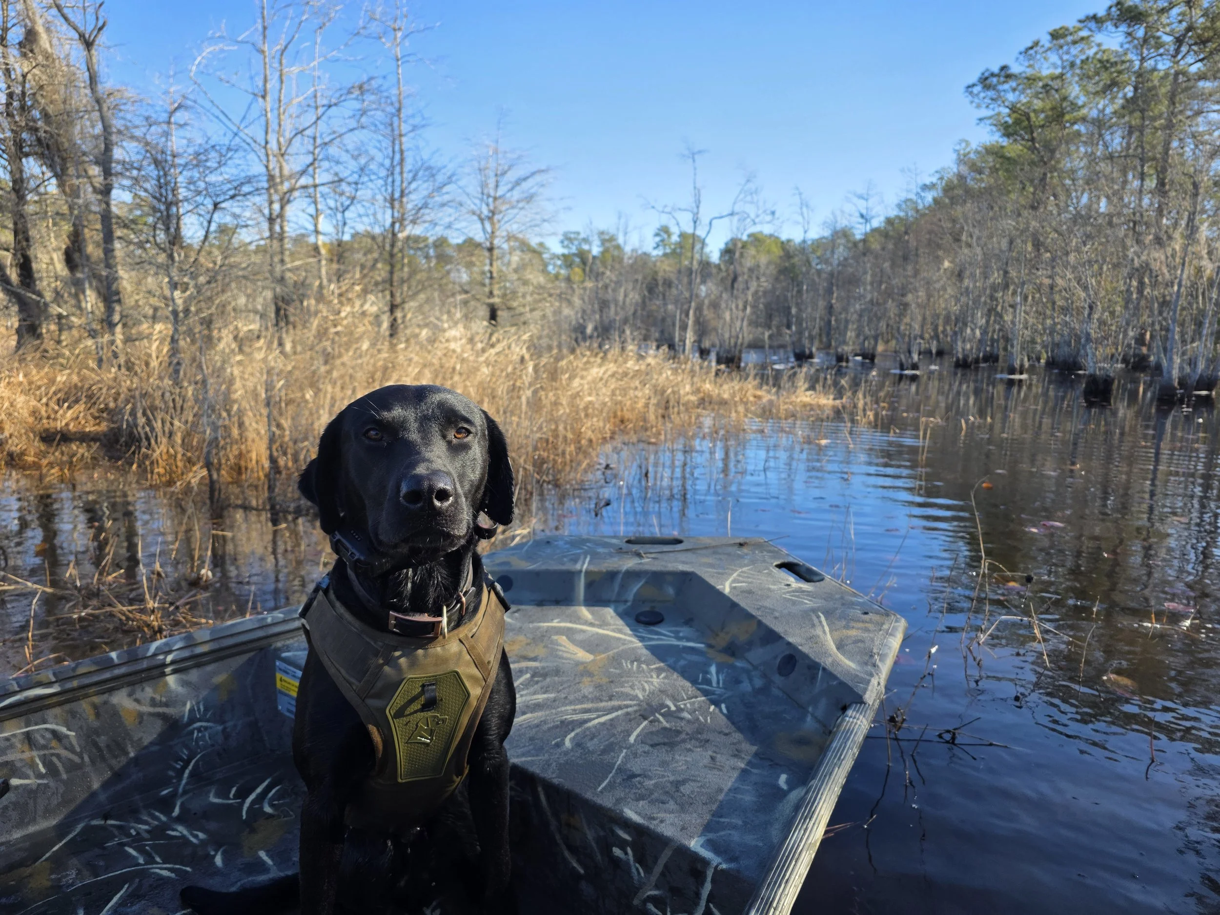 A black dog wearing a life jacket sitting on a boat in a marshy area with trees and water in the background.