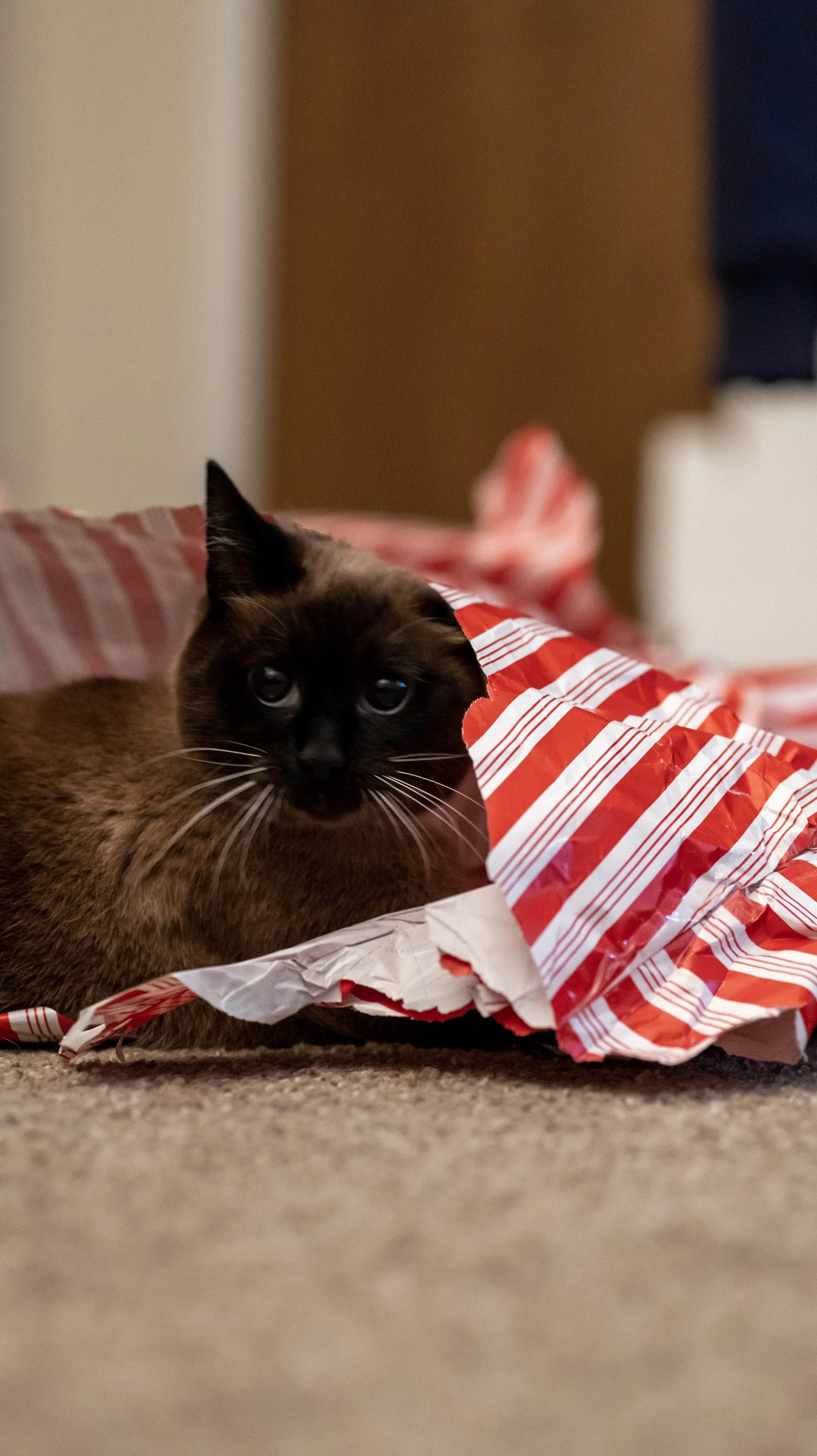 LumixSync_copy_2022-12-12 01_29_17 +0000RawFile.jpg