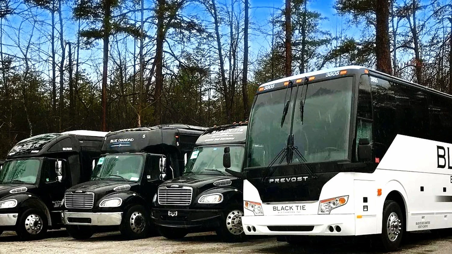 A lineup of black and white tour buses parked on a gravel surface with a forest of tall trees and a blue sky in the background.