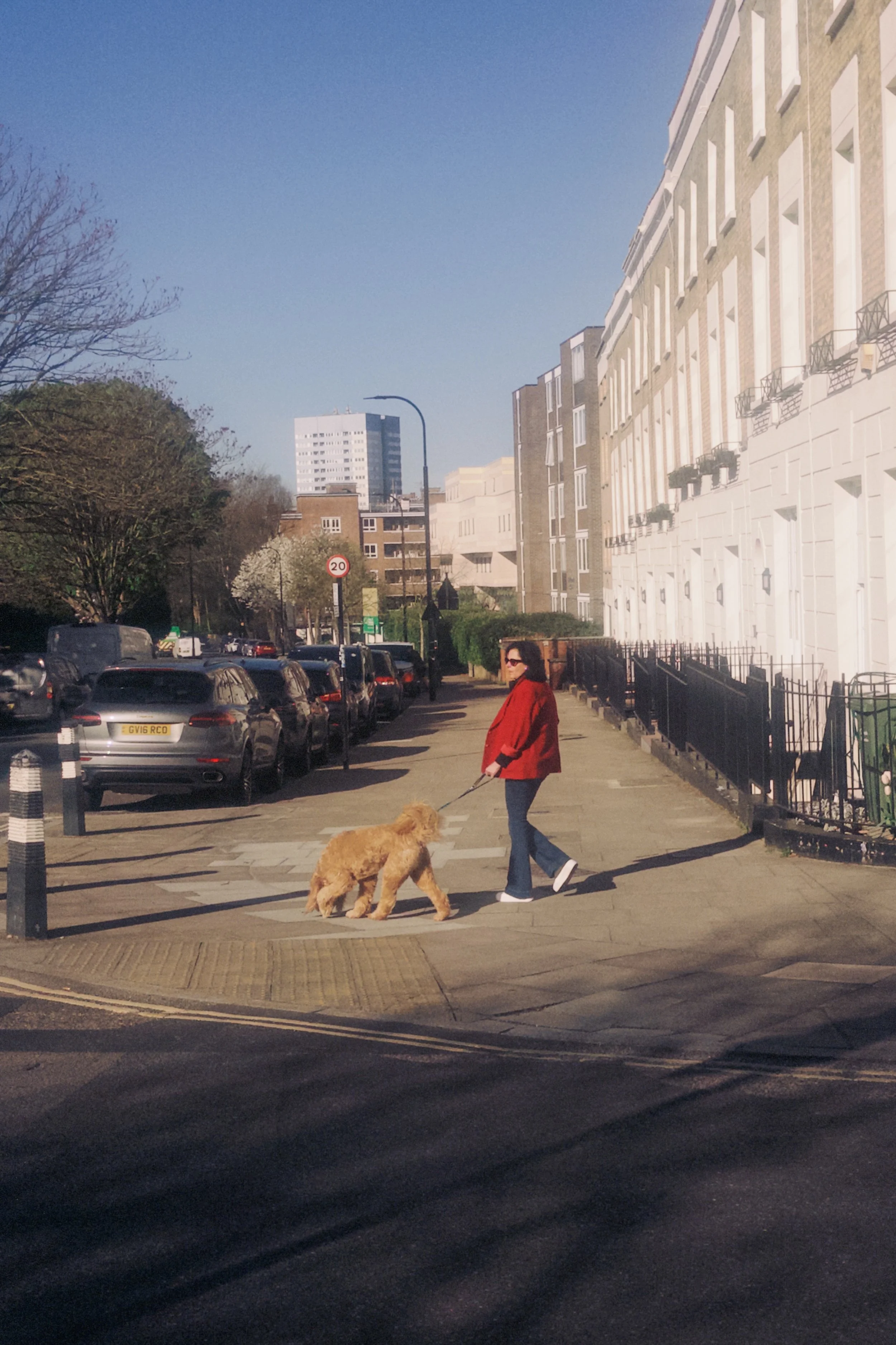 A woman walking her dog on a city sidewalk. The dog appears to be a large, curly-haired breed. There are parked cars along the street and tall residential buildings on one side. Hard shadows are cast on the ground, indicating sunlight.
