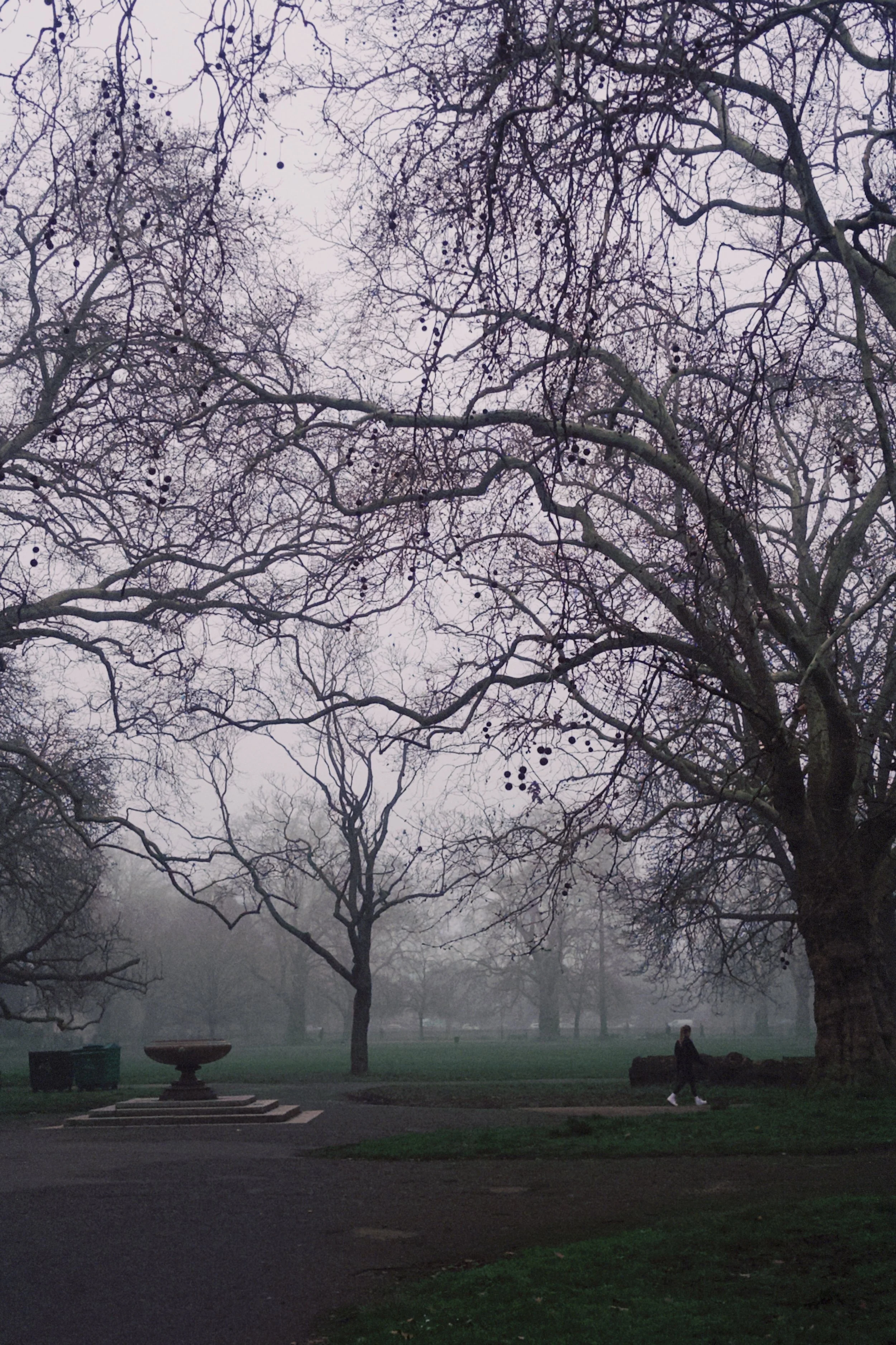 A foggy park scene with leafless trees, a person walking, and park benches in the background.