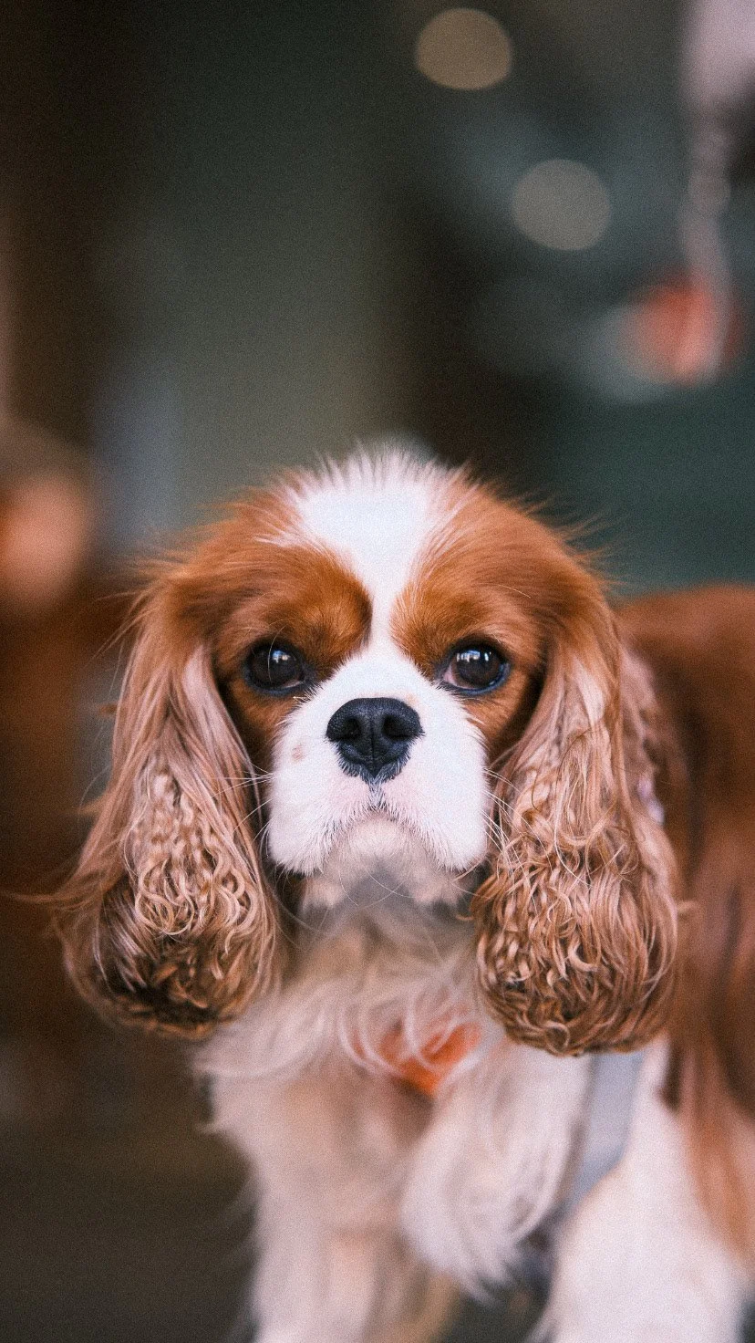 Close-up of a Cavalier King Charles Spaniel with brown and white fur.