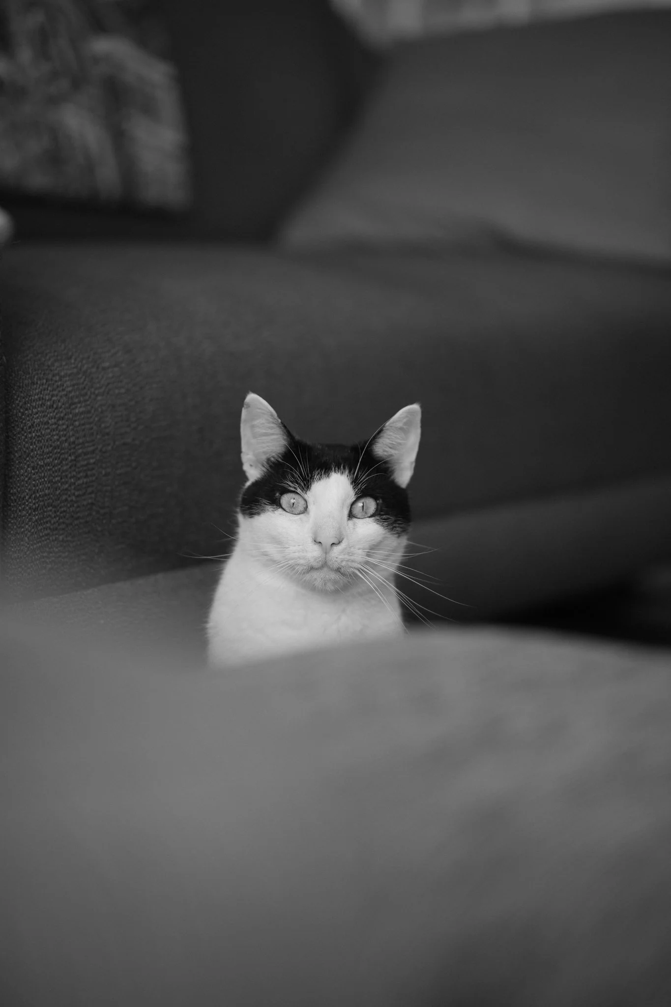 A black and white photo of a curious cat with wide eyes, peeking out from beneath a sofa.