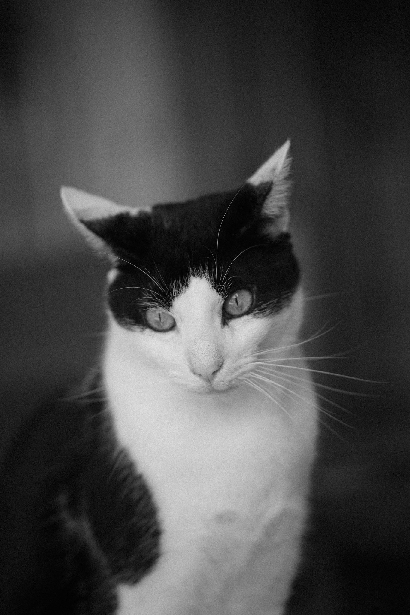 Close-up black and white photo of a domestic cat, showing its face and upper body. The cat has a mainly white face with black markings around its eyes and ears, and a black body with some white patches.