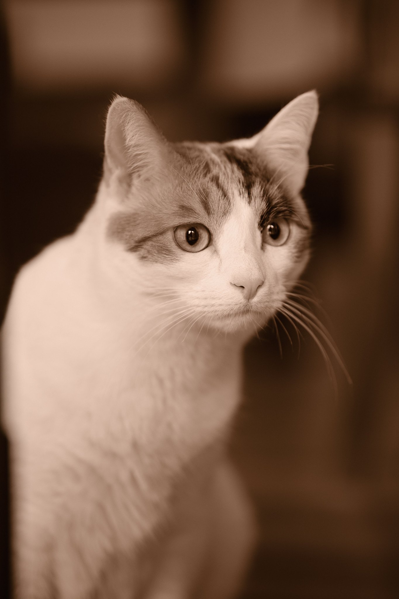 Close-up of a cat's face with light-colored fur and striking eyes, looking intently to the right, with a blurred background.
