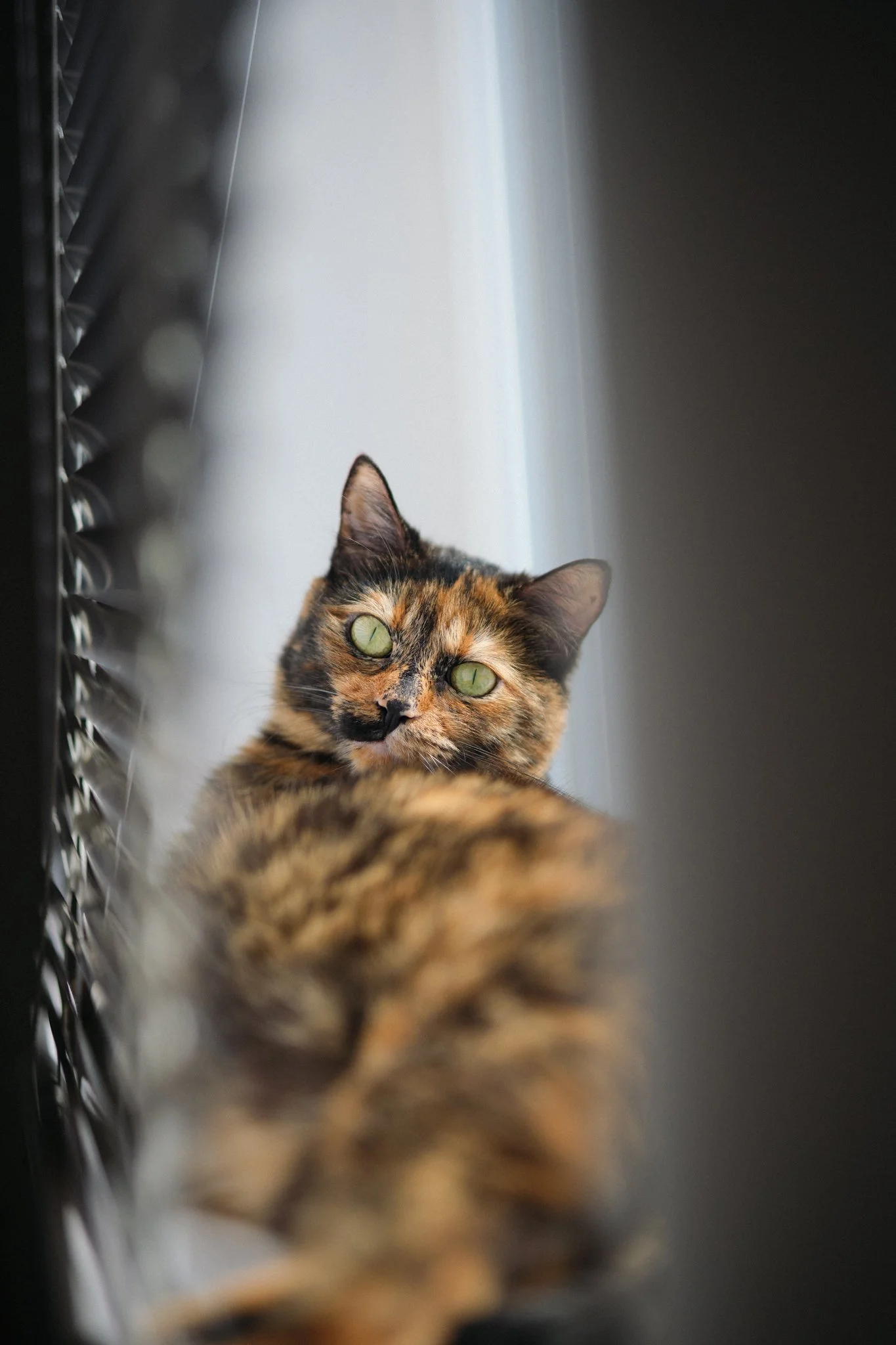 Close-up of a tortoiseshell cat with green eyes, looking towards the camera, with some black blinds on the left side and a bright background.