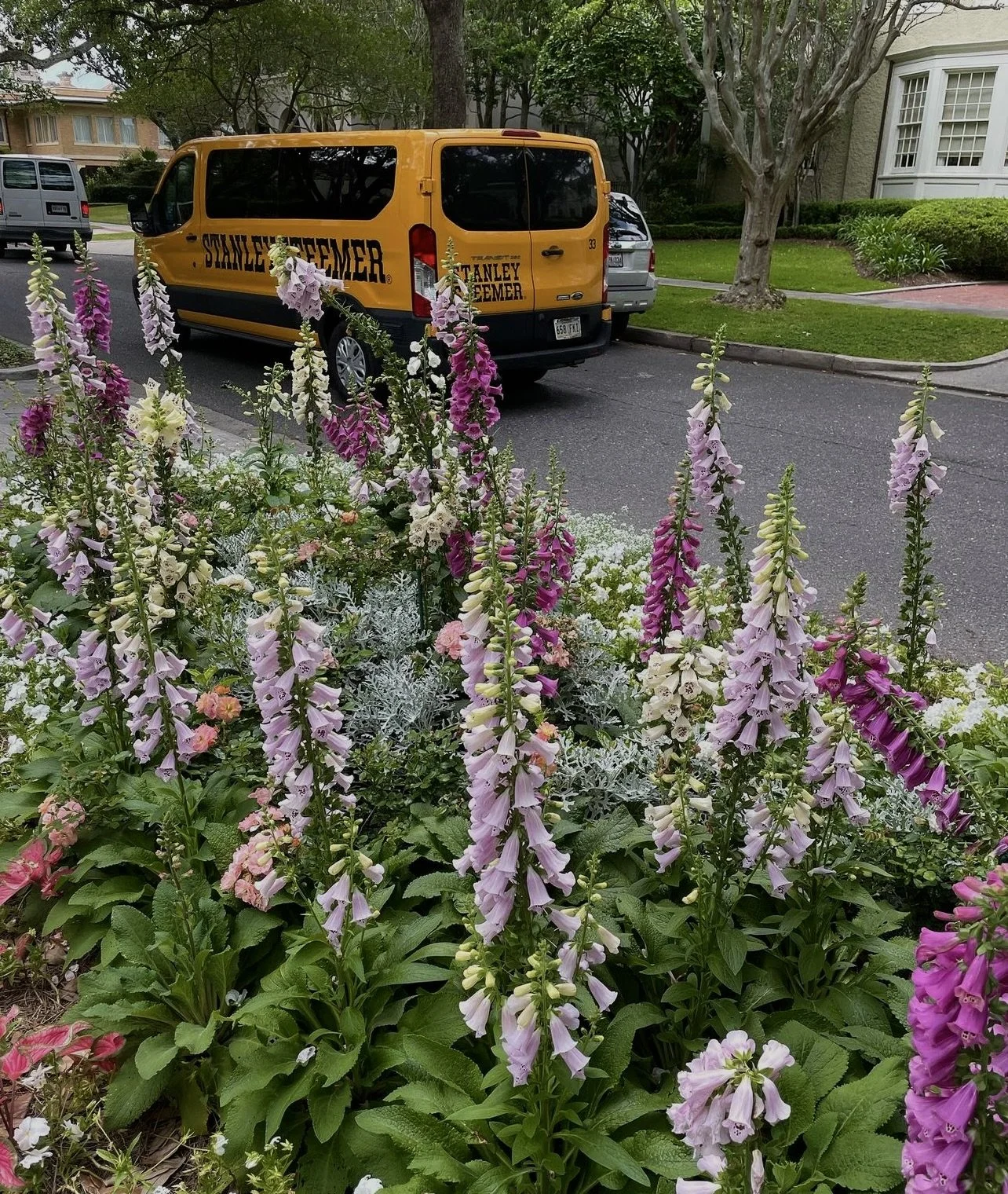 Close-up of pink, purple, and white snapdragon flowers in a garden bed, with a street, parked cars, and a residential house in the background.
