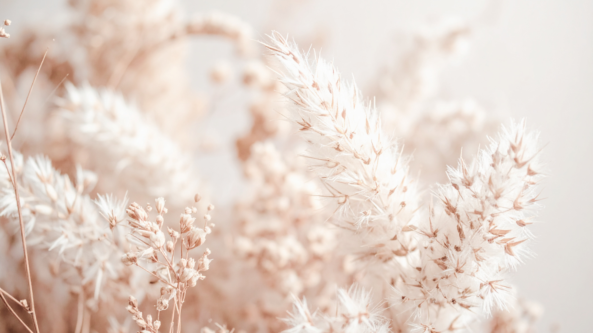 Soft-focus image of dried, pale pink and cream grass or floral stems with feathery plumes.