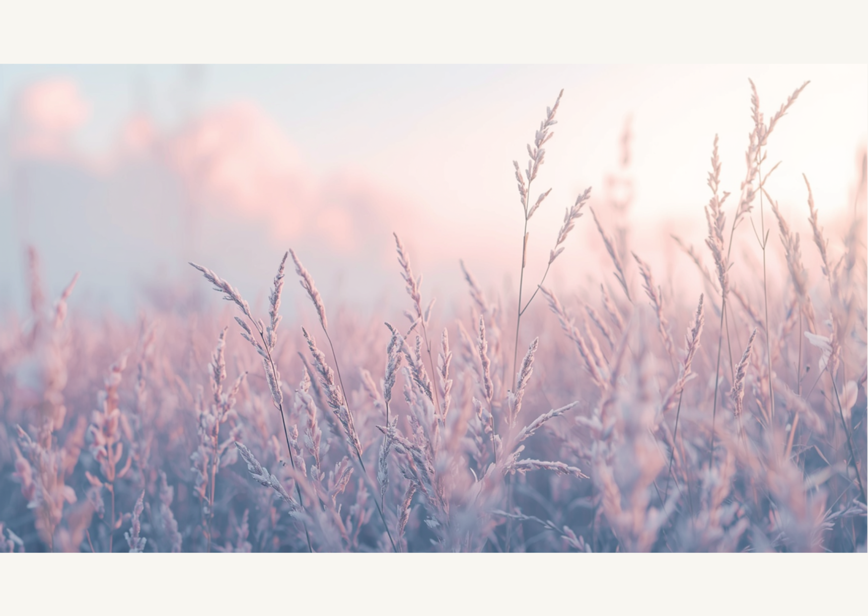 Pale pink and lavender tall grass or wheat in a misty field at sunrise or sunset.