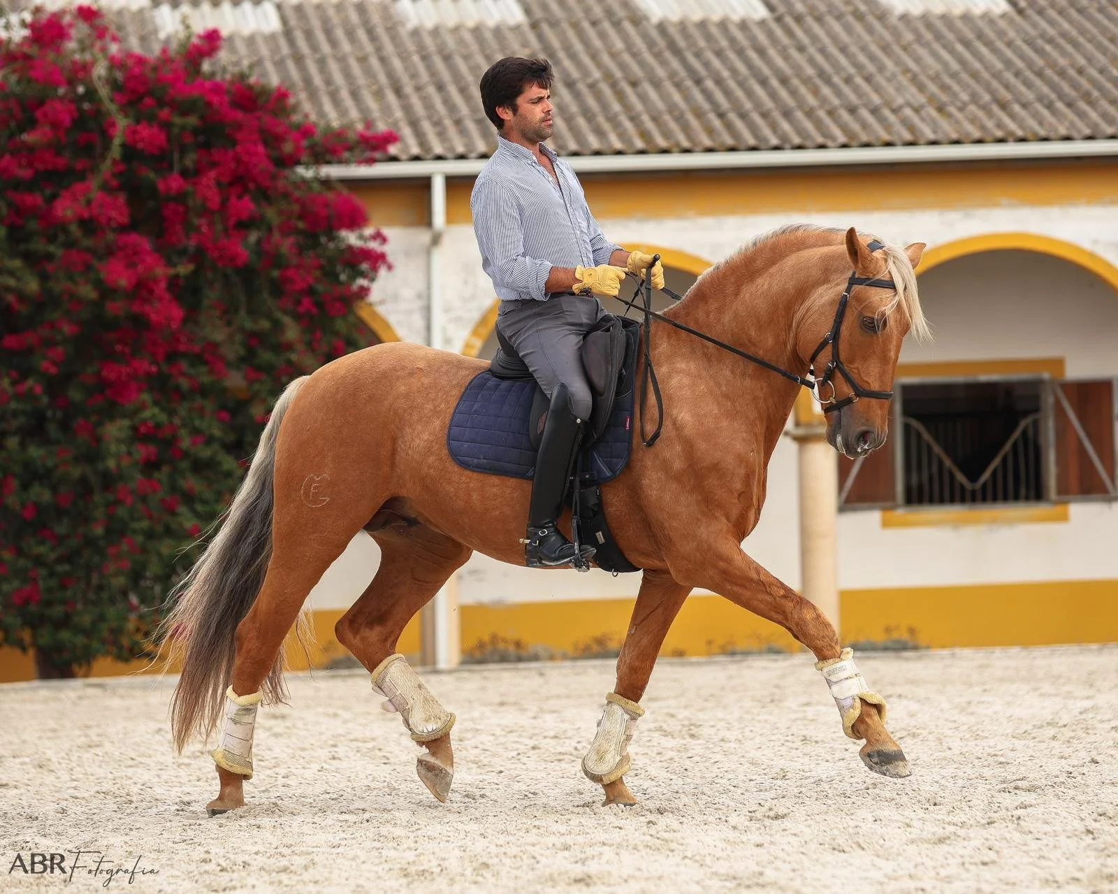 A man riding a palomino horse in an outdoor riding arena with a barn and pink flowering bush in the background.