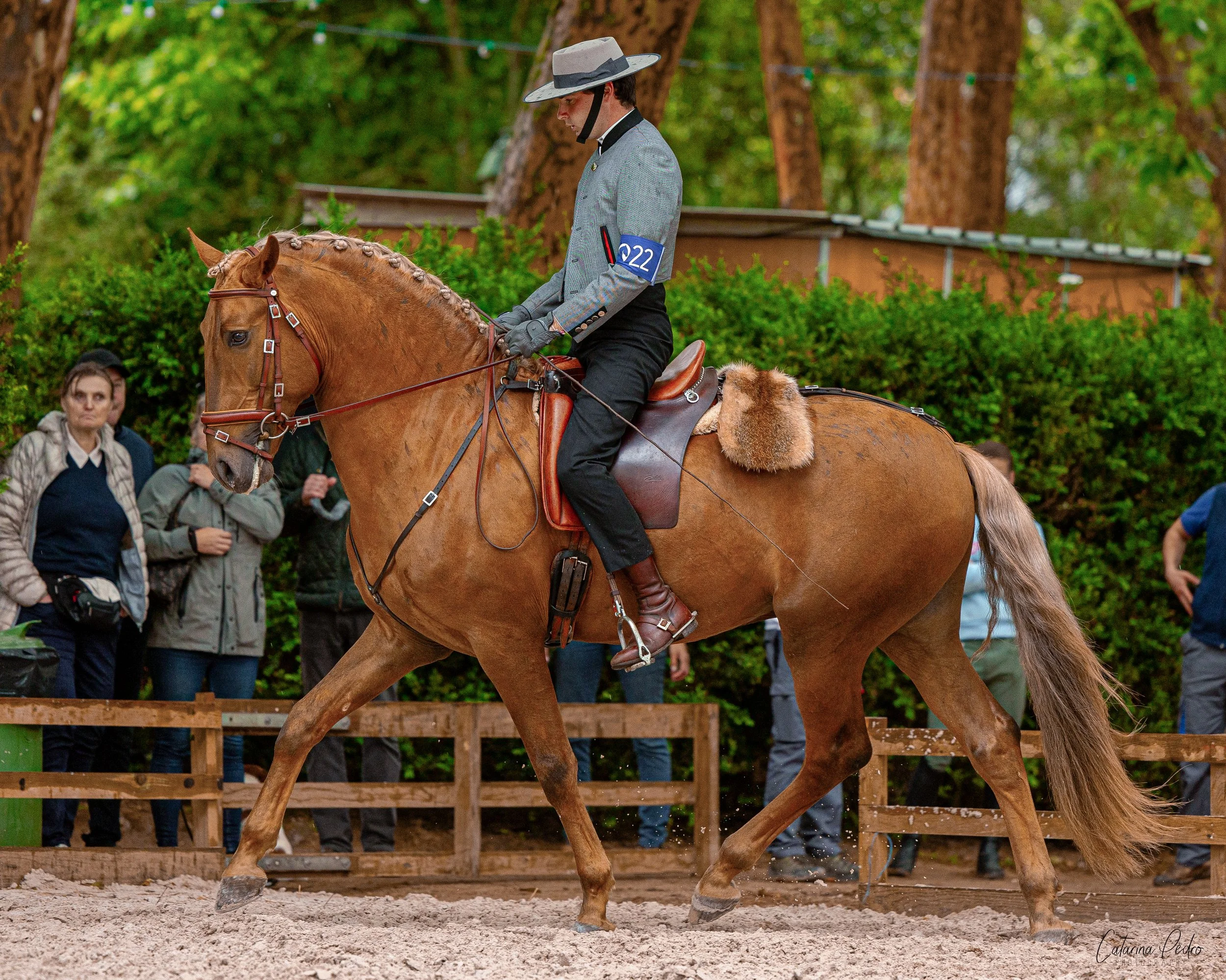 A man riding a palomino horse in an outdoor arena surrounded by green trees and spectators.