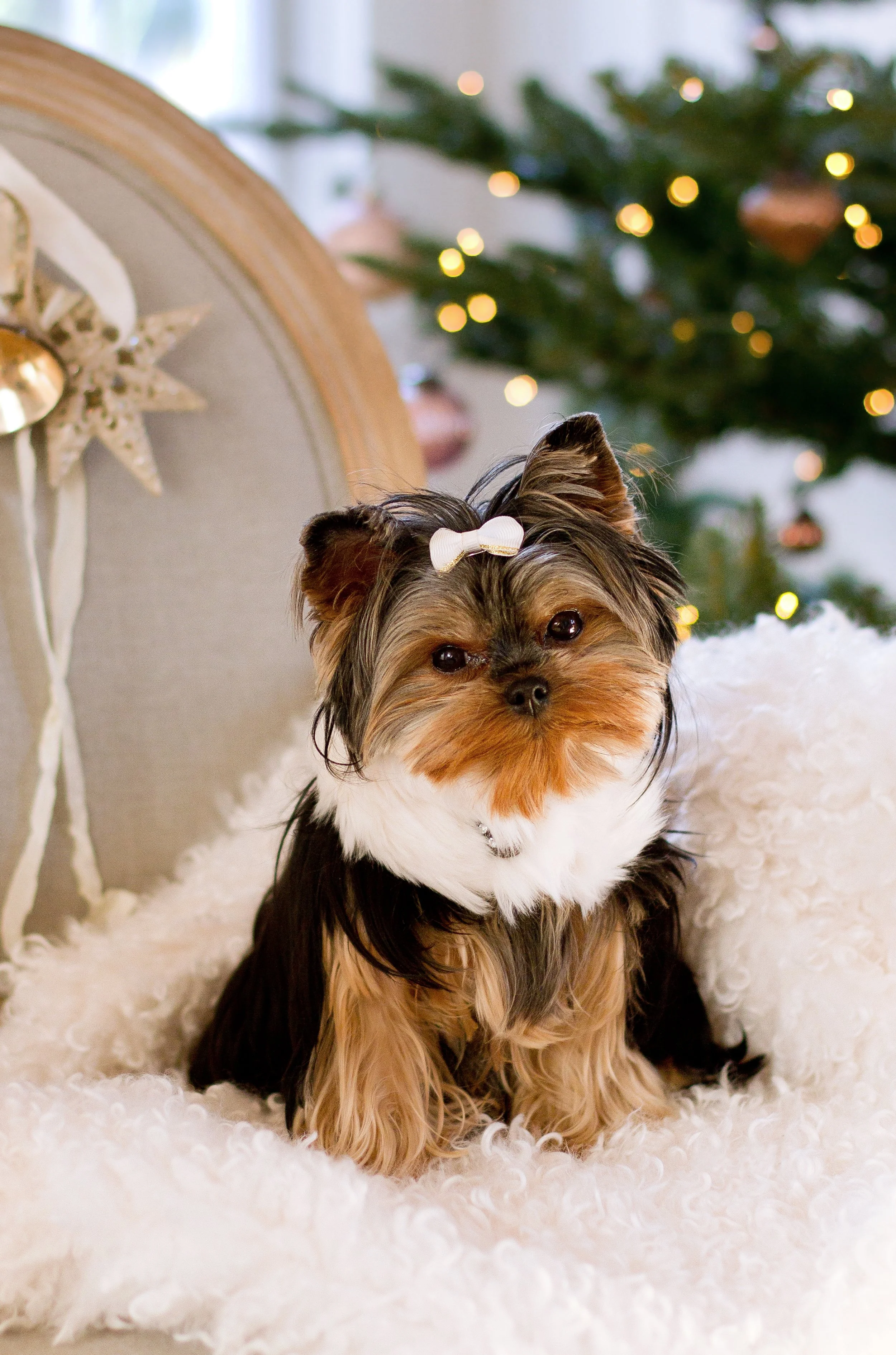 Cute dog with a white bow on its head sitting on a fluffy white rug in front of a decorated Christmas tree.