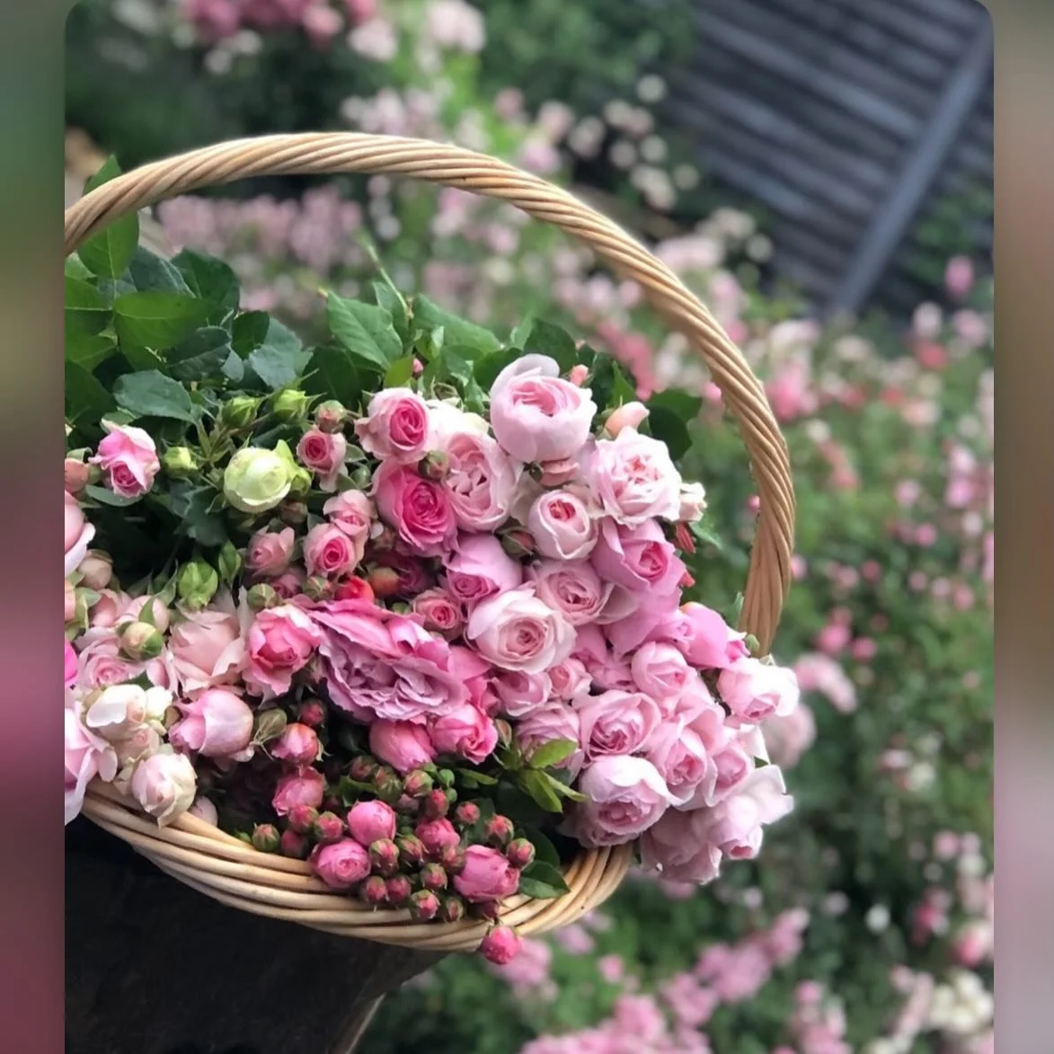 A garden full of pink roses feels like a little reminder that beauty, grace, and joy are always finding their way back to us.
#pinkroses 
#rosegarden 
#roselover 
#flowergarden 
#romanticgarden