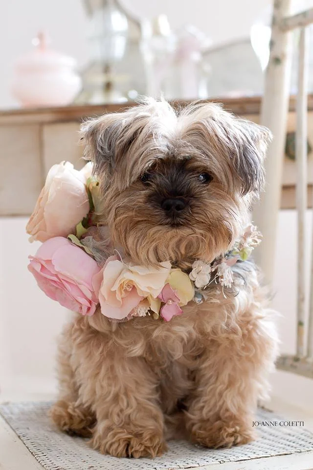 A fluffy, small dog with light brown fur, wearing a floral collar made of pink and white roses, sitting on a woven mat indoors.