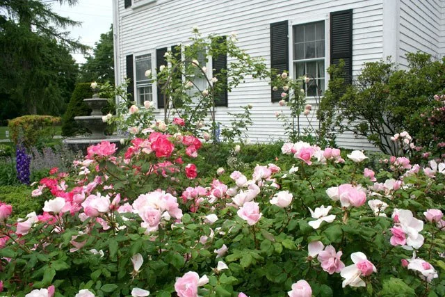 A white house with black shutters surrounded by pink and white blooming roses in a garden.