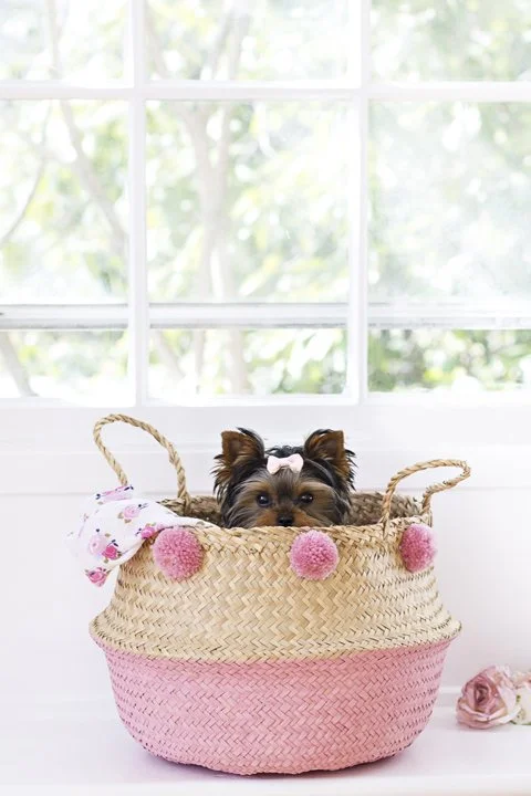 Small dog with a bow in its hair sitting in a pink and tan woven basket with pink pom-poms, near a window with greenery outside.