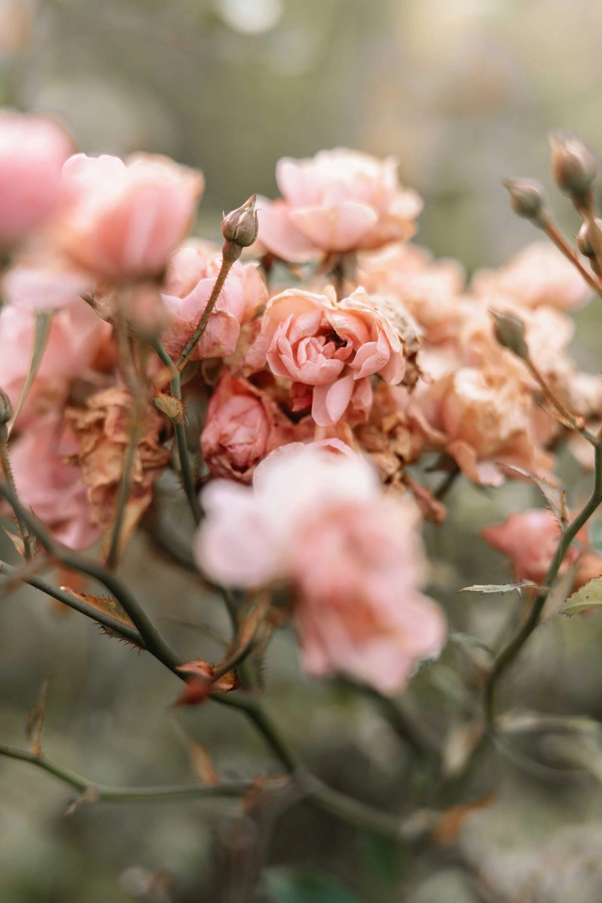 Close-up of pink roses and rosebuds on a shrub with a blurred background.