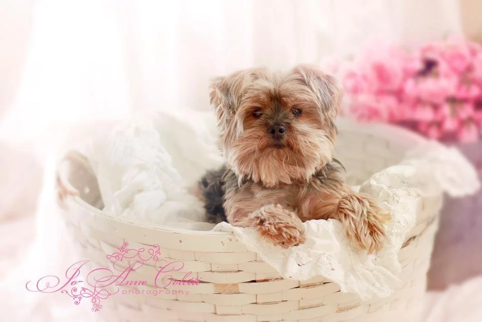 A small Yorkshire Terrier puppy lying in a white wicker basket with lace lining, with pink flowers blurred in the background.