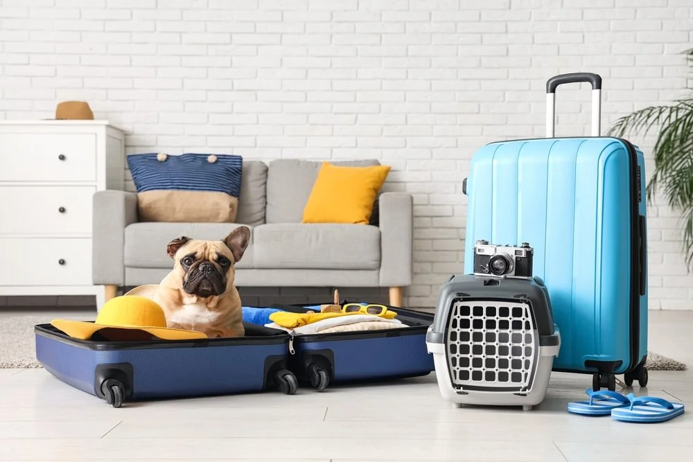 Dog inside an open suitcase with travel items, with a large blue suitcase, pet carrier, camera, and yellow hat nearby, in a living room. Pet Travel