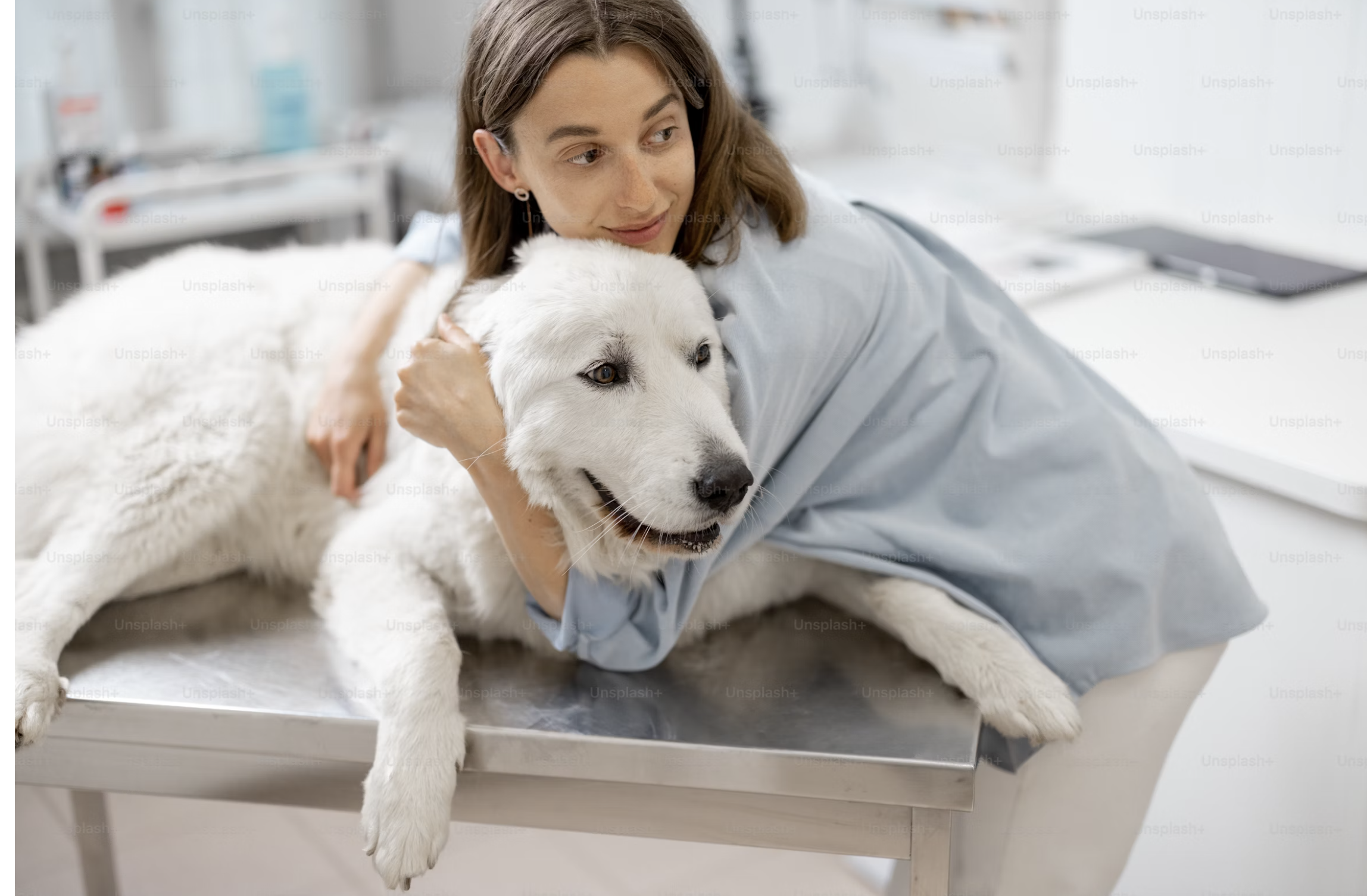 A veterinarian in a clinical setting holding a large white Siberian Husky dog in her lap, with the dog lying on an examination table at Bayou Trails Animal Clinic.