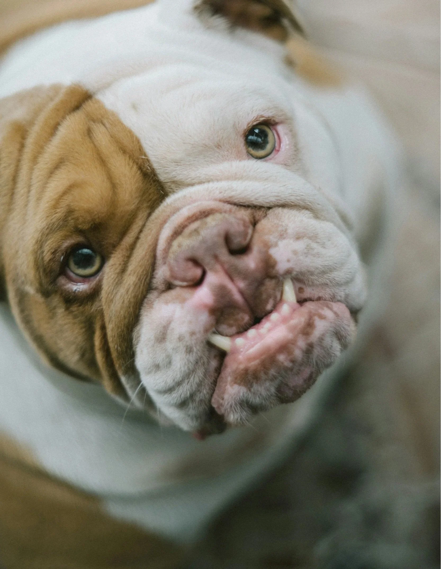 Close-up of a bulldog with one eye visible, showing wrinkles, a pink nose, and a playful expression at Bayou Trails Animal Clinic.