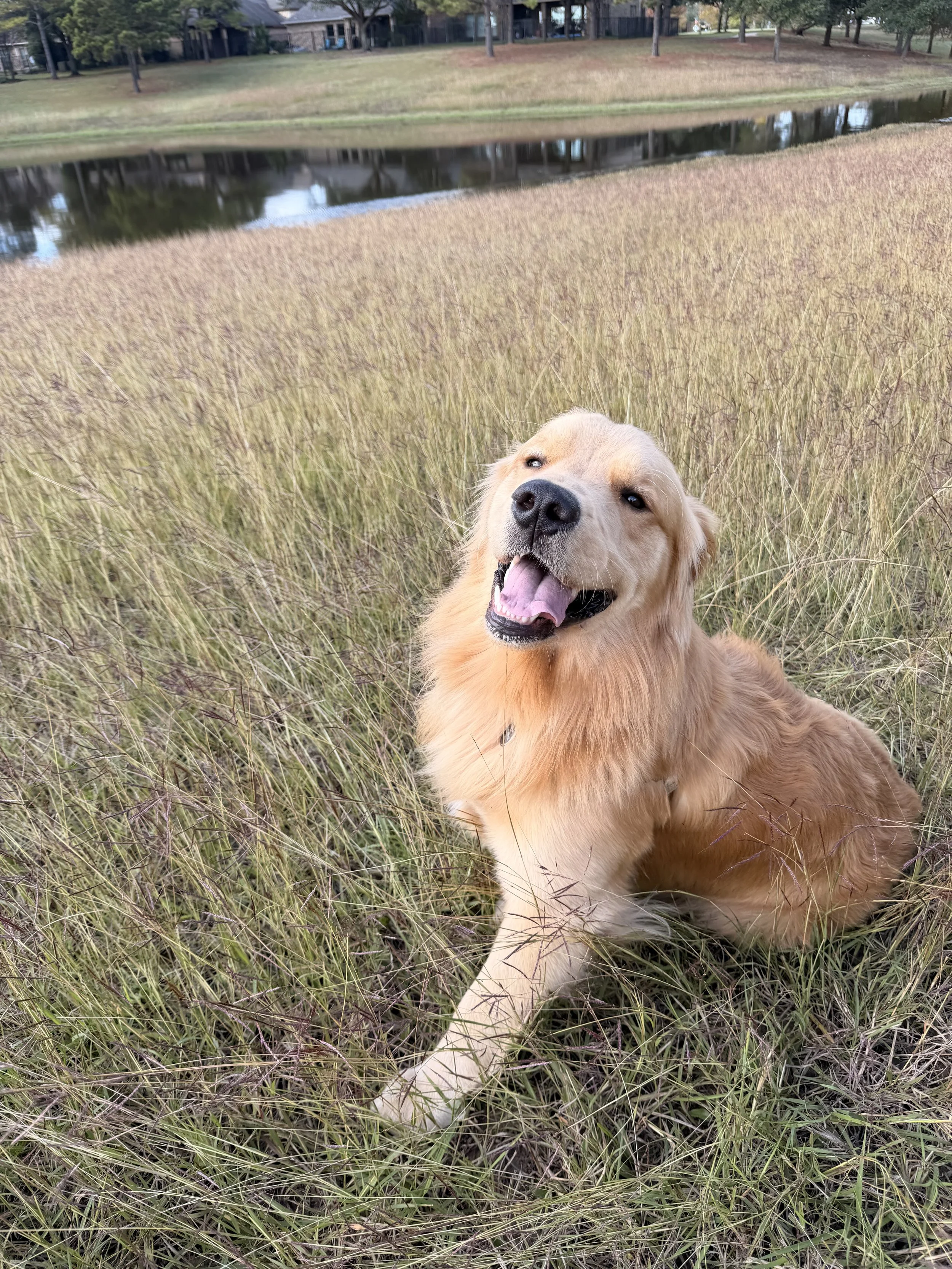 A golden retriever dog laying on grass near a small water body, with trees and houses in the background in Houston or Cypress, Texas