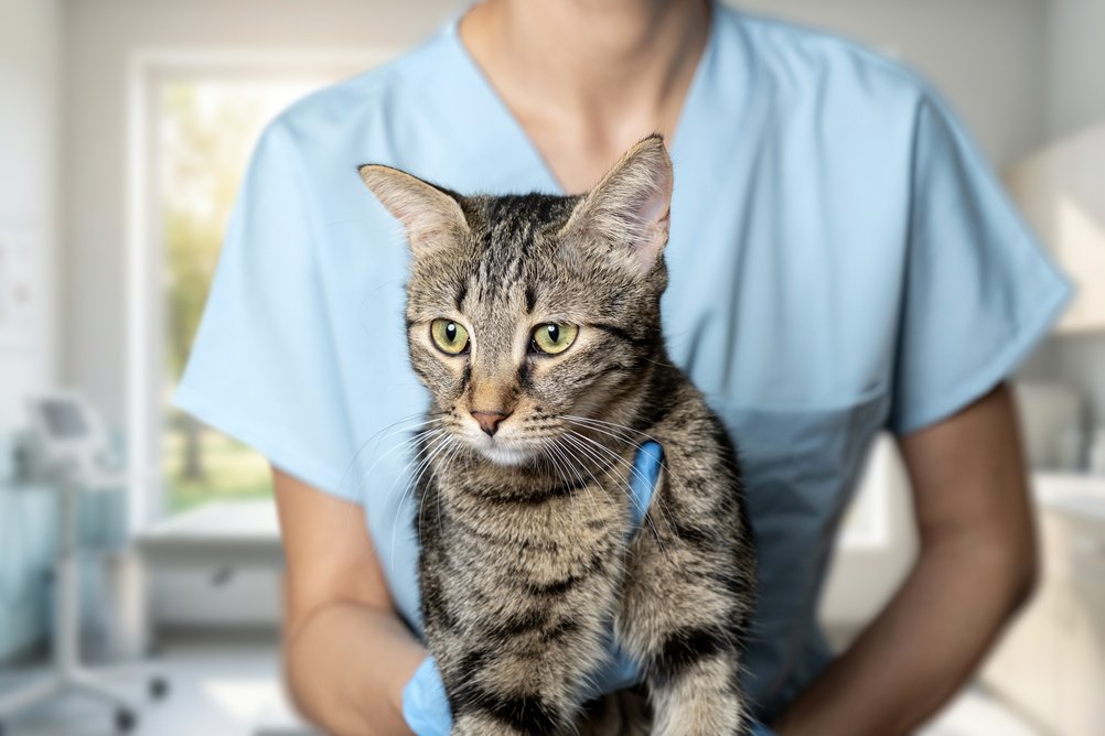 A veterinarian in scrubs holding a tabby cat in a veterinary clinic at Bayou Trails Animal Clinic
