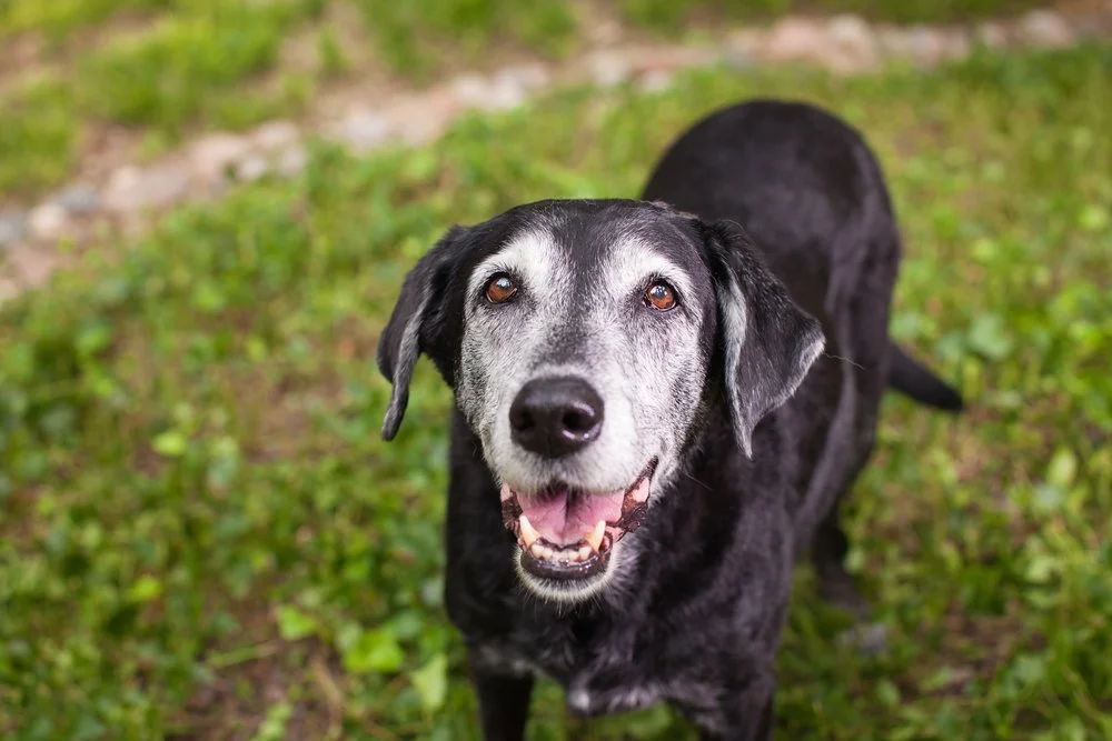 A happy black and gray dog with brown eyes standing on grass, looking up at the camera in Houston or Cypress, Texas