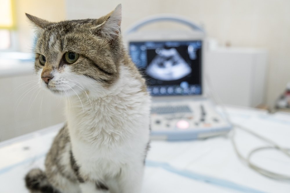 A cat sitting in front of an ultrasound machine in a medical setting at Bayou Trails Animal Clinic