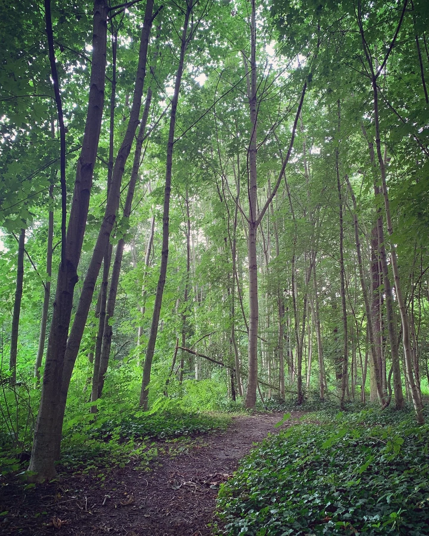Bois-de-Vincennes-path.jpg