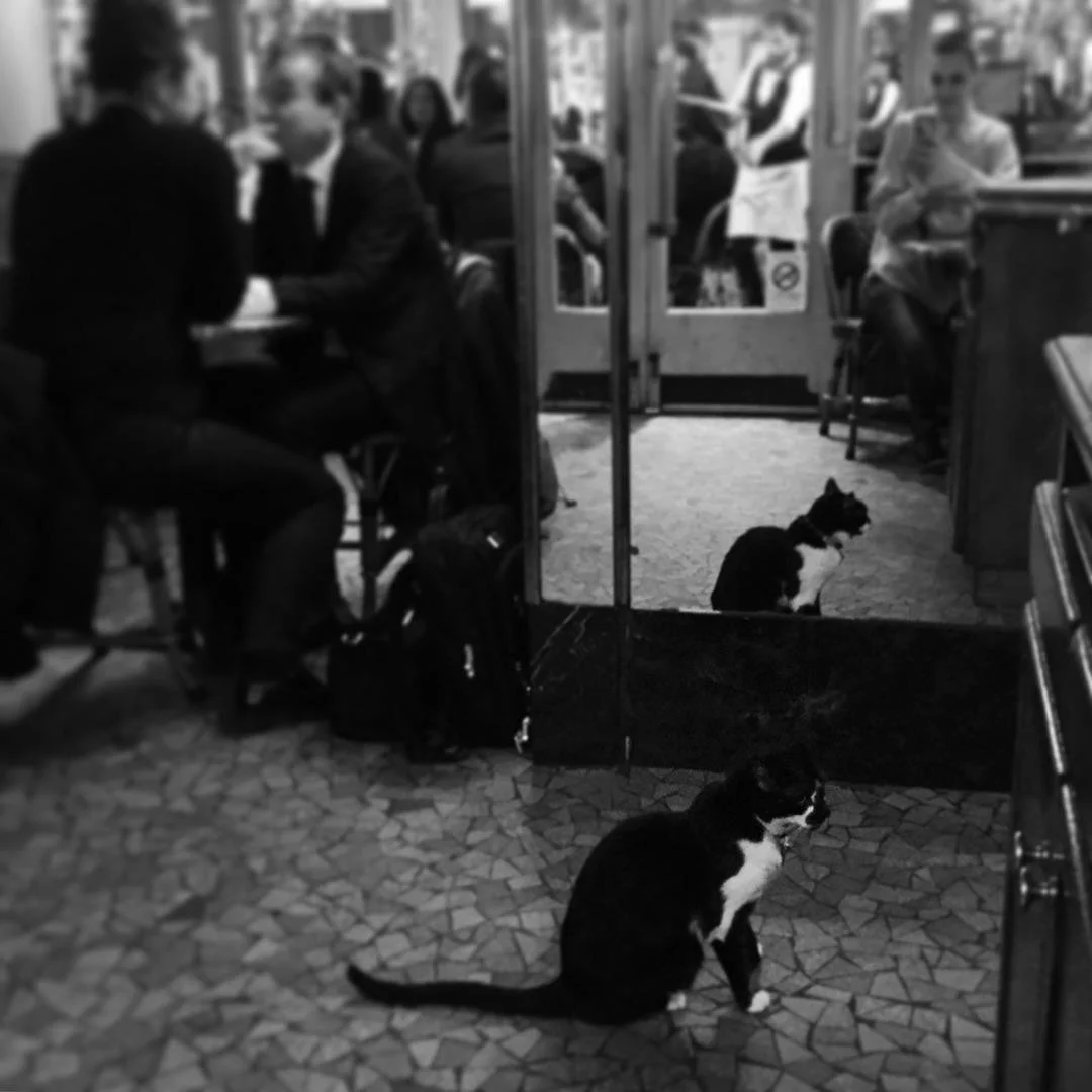 les_halles_Paris_black_cat_cafe.jpeg