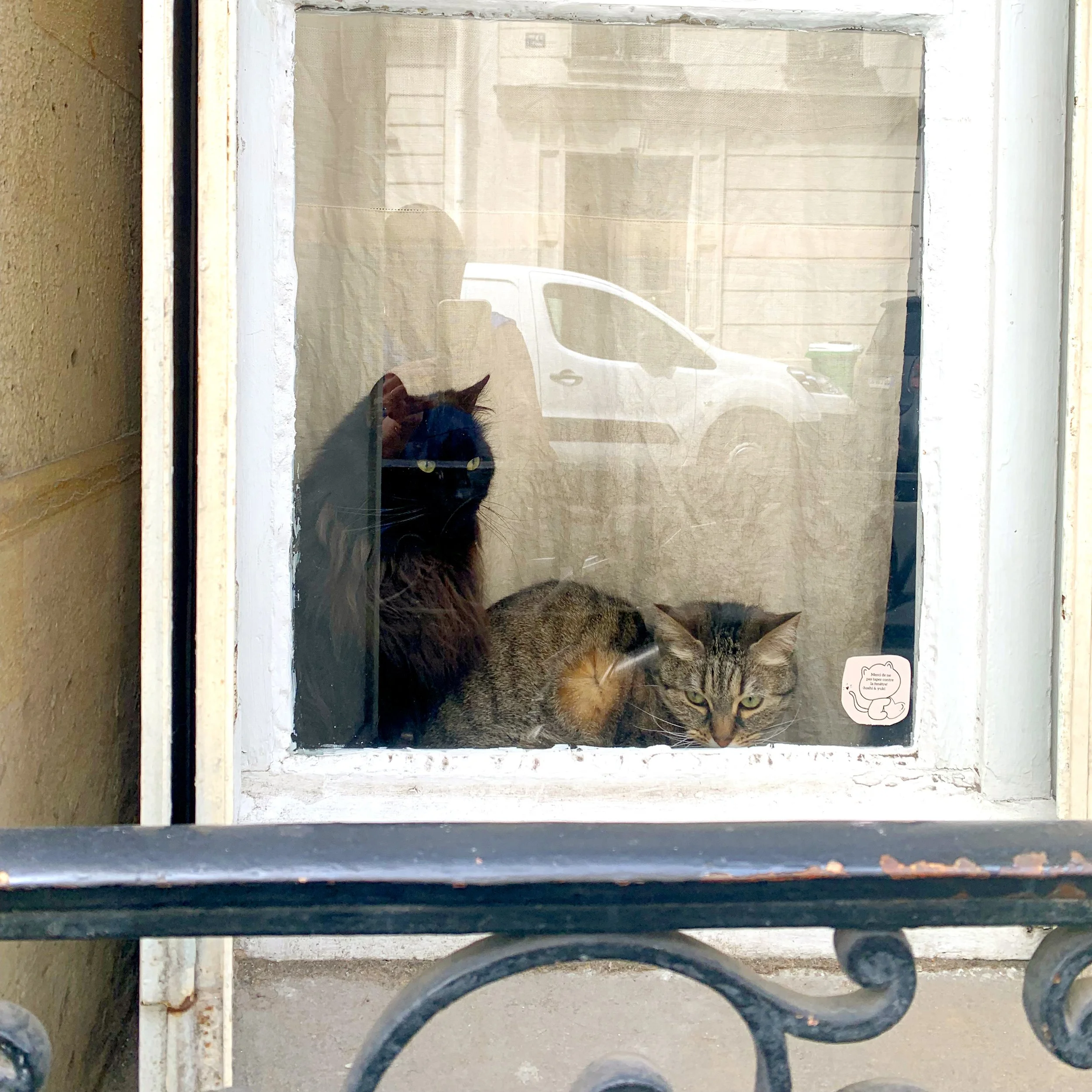 Paris-cats-in-a-window.jpg