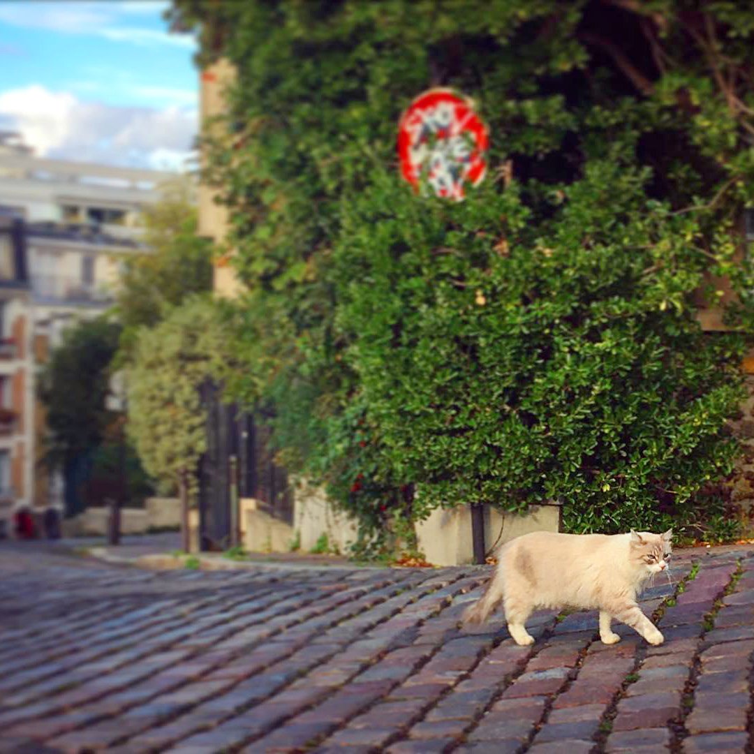 Paris-cat-cobblestones-sq.jpeg
