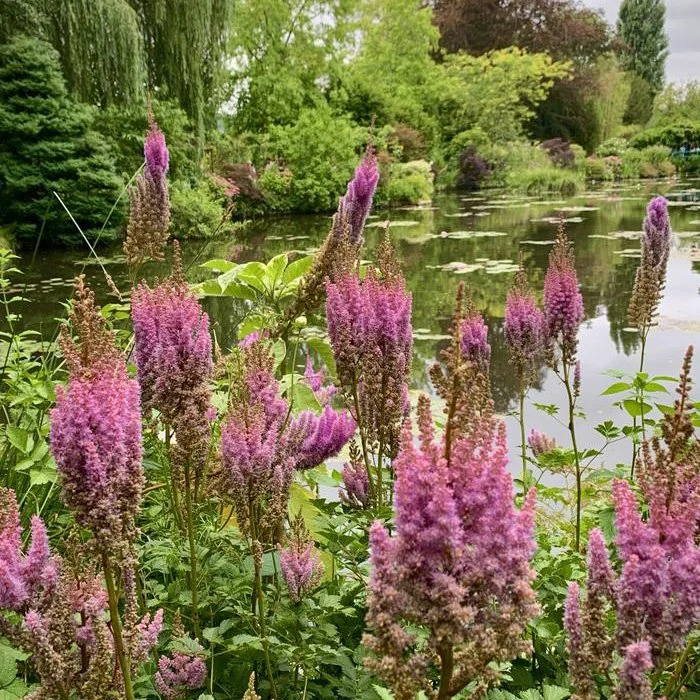 Giverny-monet-gardens-pink-flowers-sq.jpeg