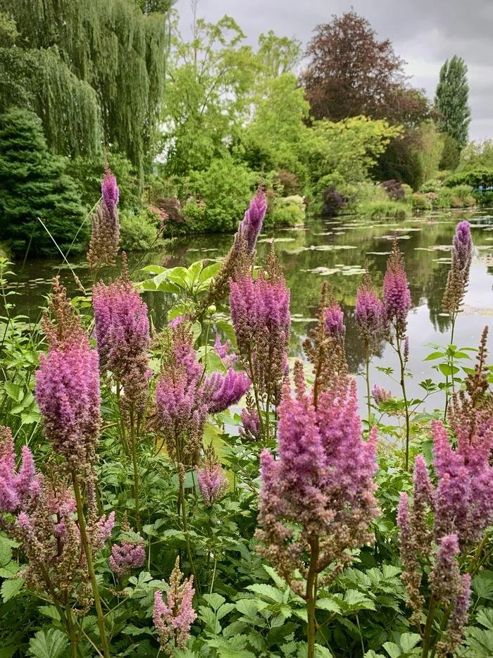 Giverny-monet-gardens-pink-flowers.jpeg