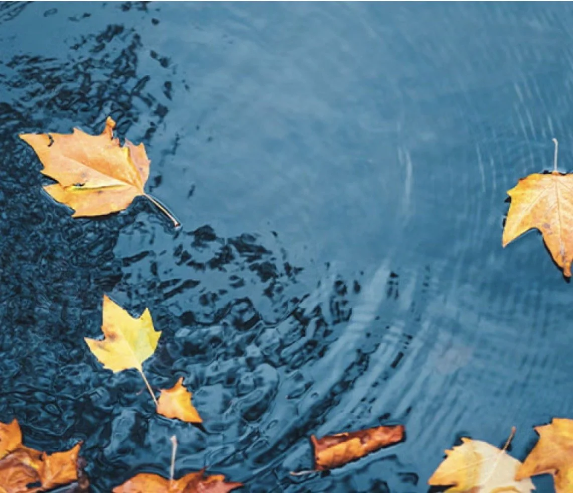 Kripalu Mary Oliver Retreat: The Doorway Into Thanks