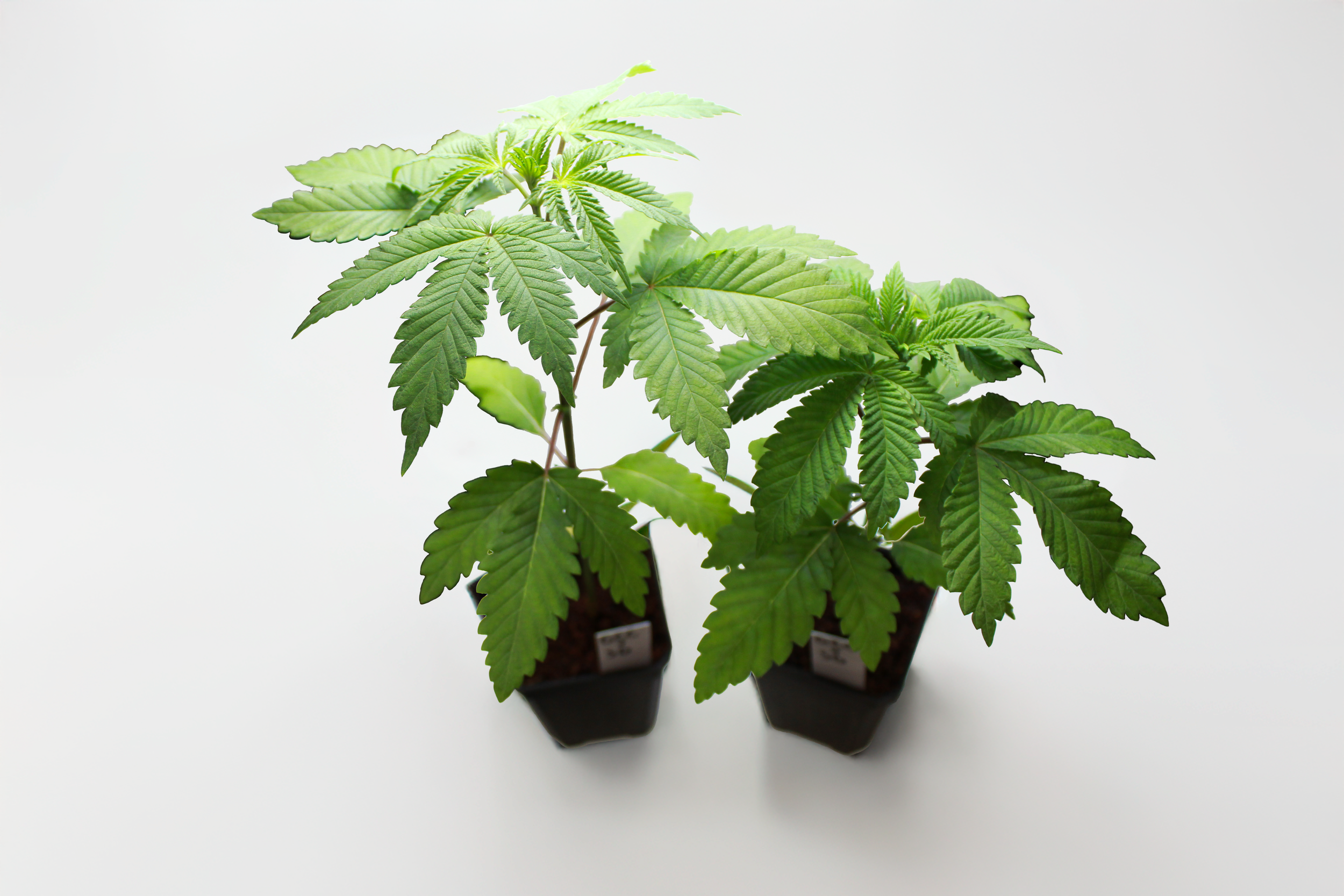 SGxGCC plants.PNG