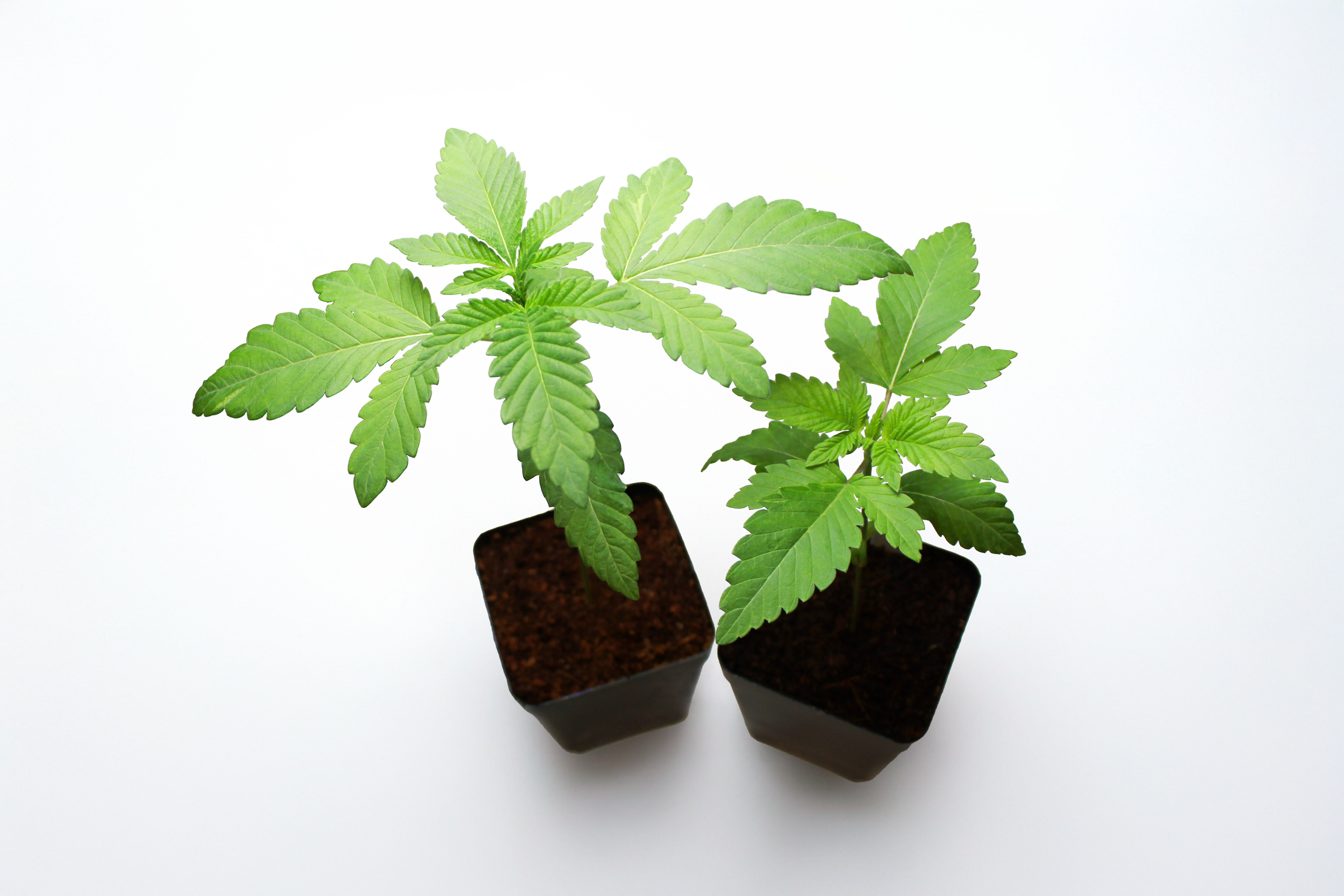 SG plants.PNG