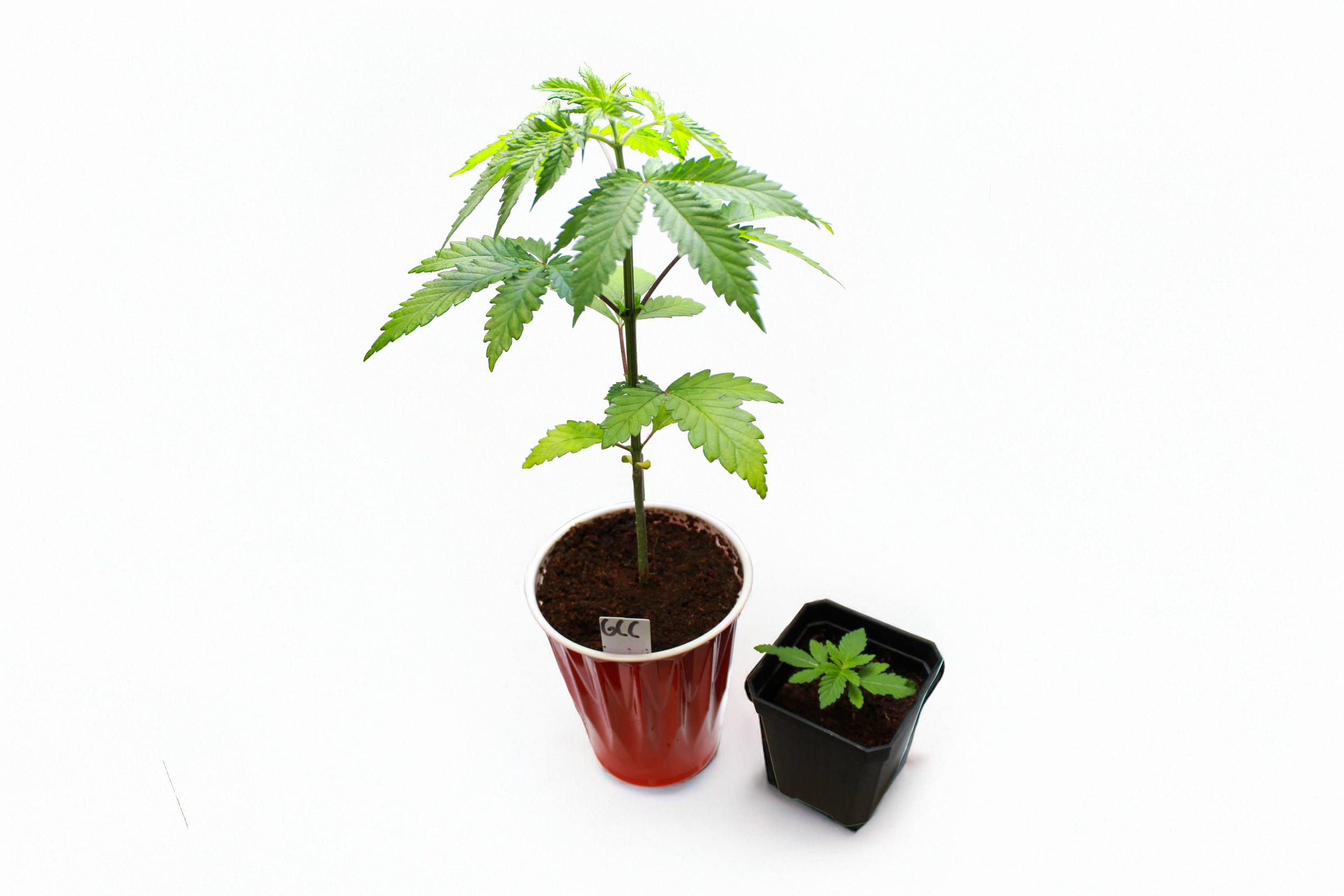 GCC plants.PNG
