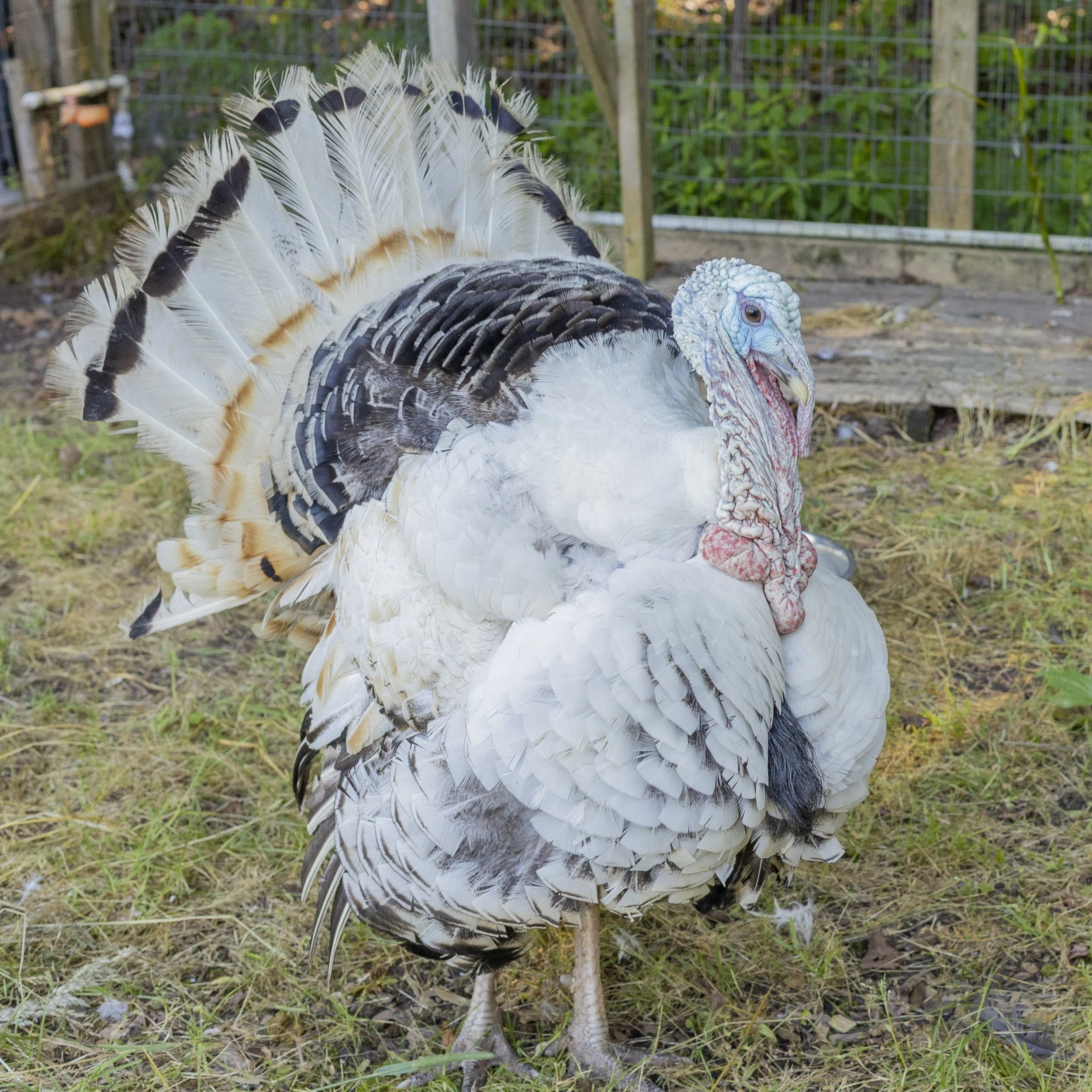CR Photo_farm_8M4A9958.jpg