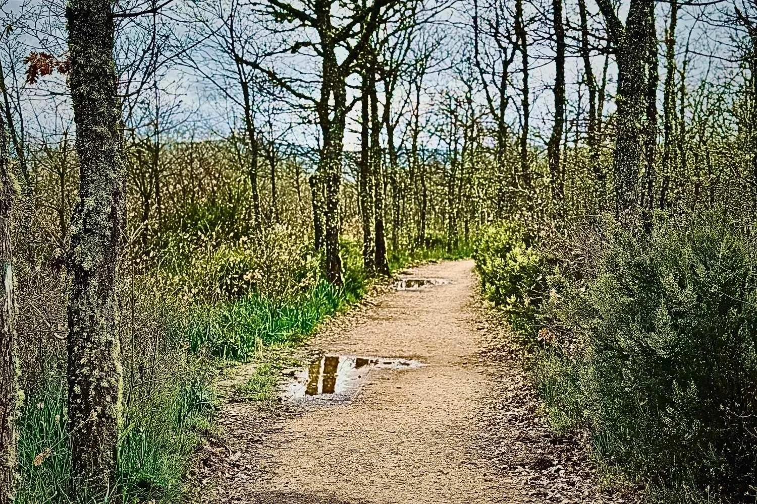 Camino Frances Trail to Ponferrada