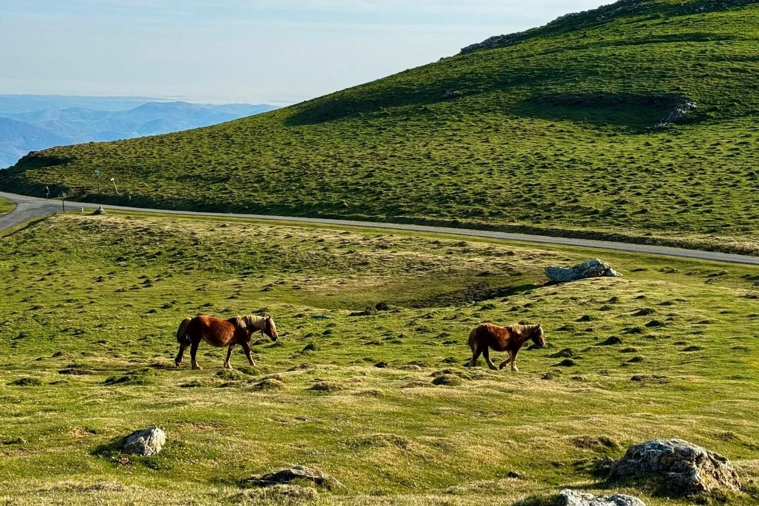 Camino Frances Horses in Pyrenees(1500 x 1000 px).jpg