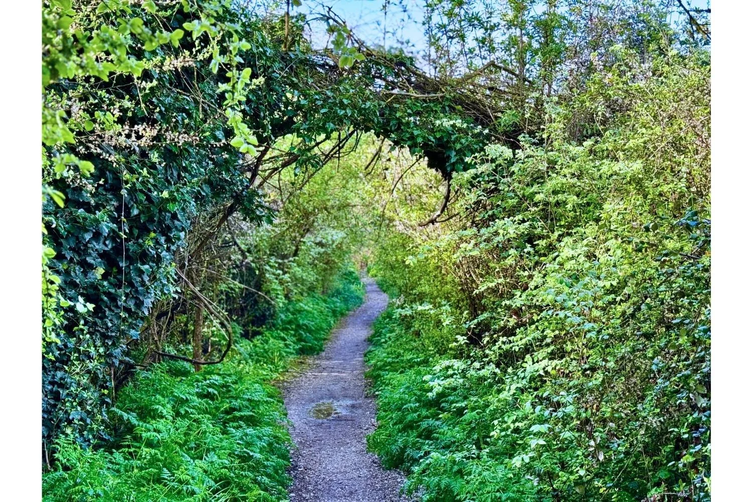 Camino Frances ,Trail leaving Zubiri(1500 x 1000 px) (1).jpg
