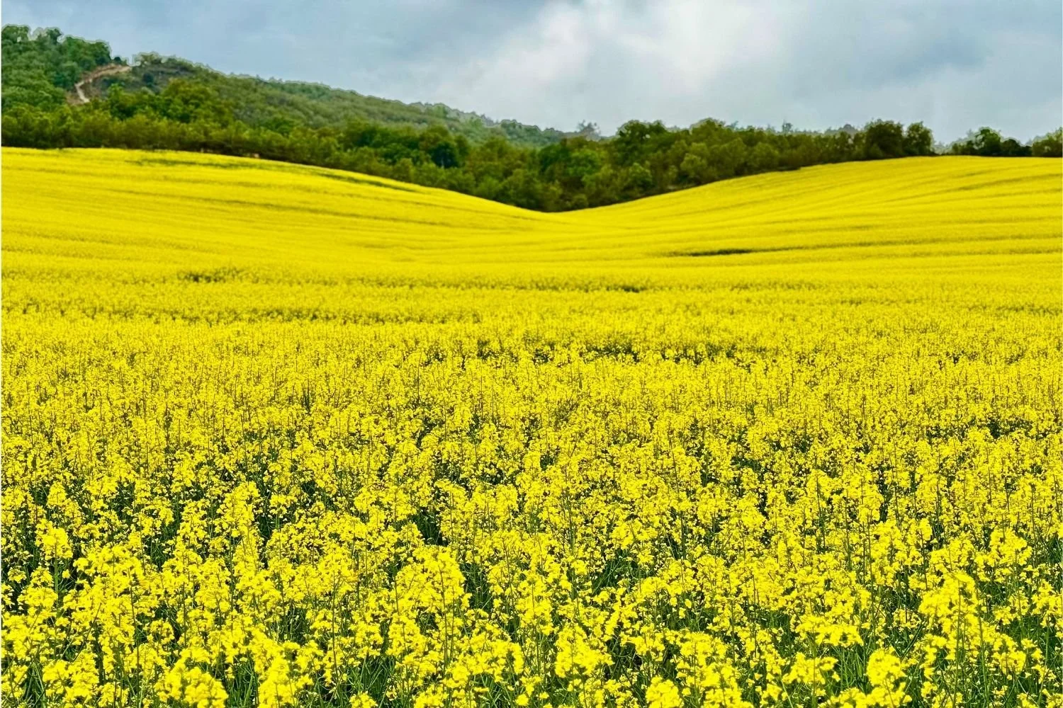 Camino Frances rapeseed feild(1500 x 1000 px).jpg