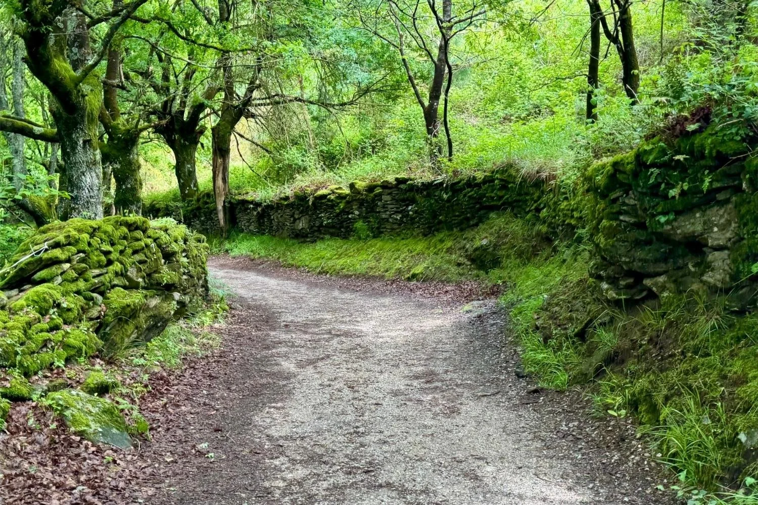 Camino Frances, Trail Through Farmland